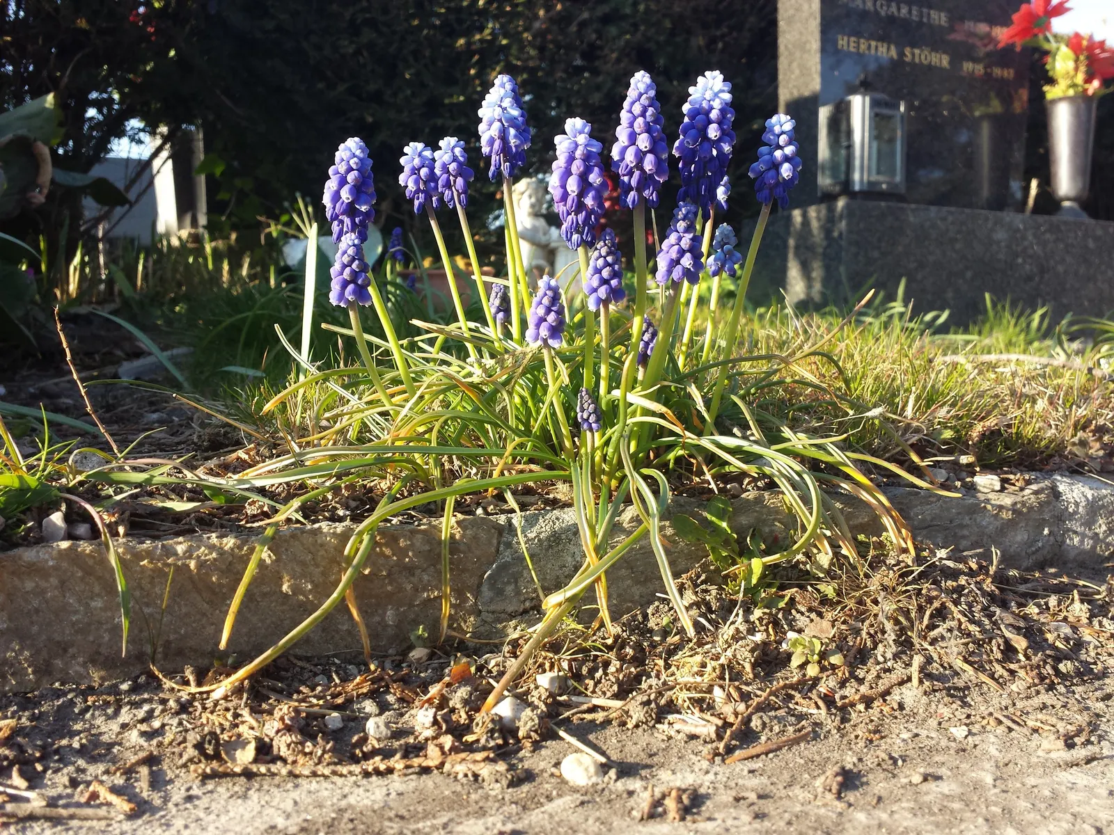 Grape Hyacinth (Muscari Armeniacum) — Each spike can grow to be 6 to 8 inches tall
