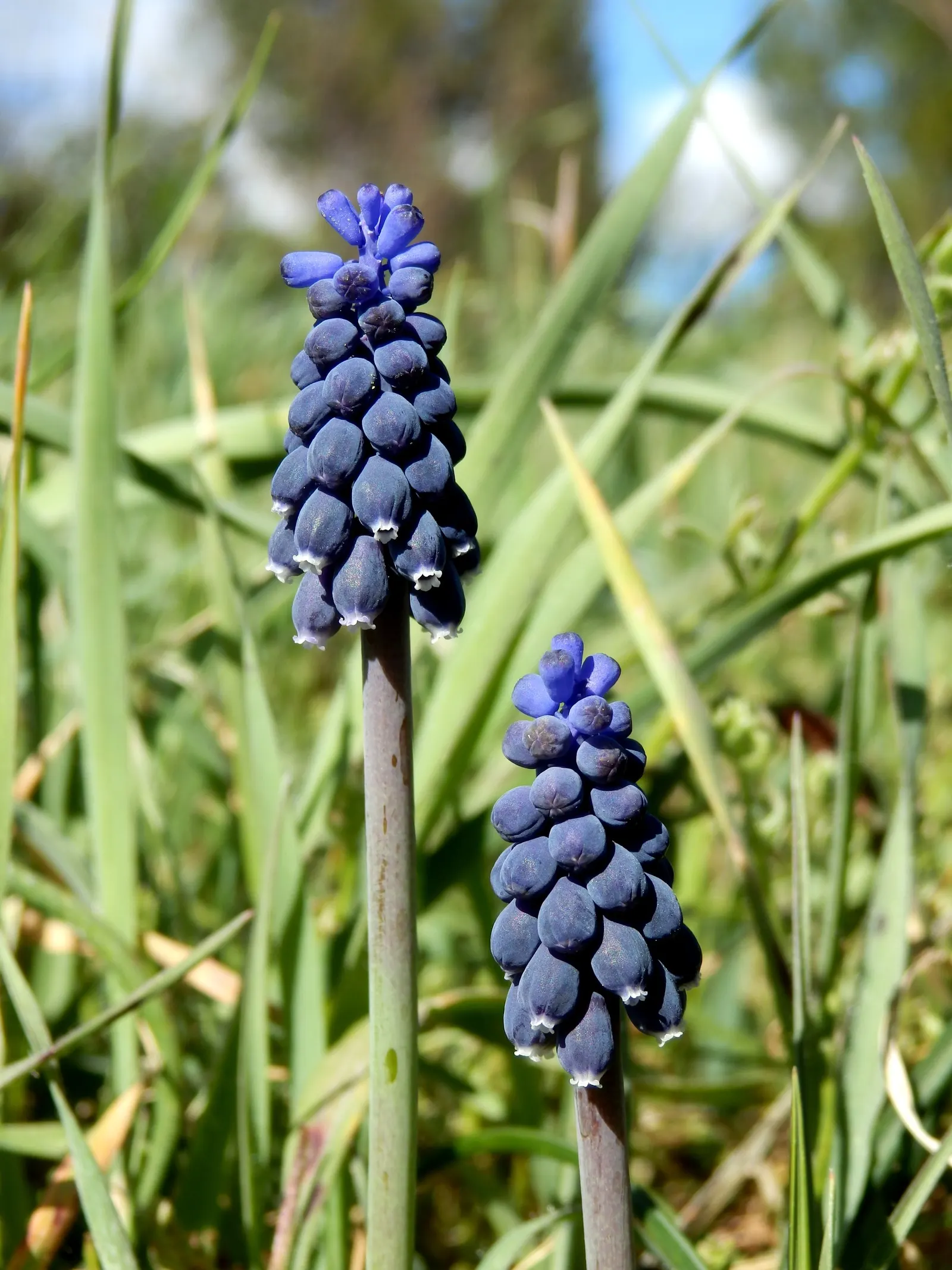 Grape Hyacinth (Muscari Armeniacum) — It also pairs beautifully with other spring bloomers like tulips and daffodils; a planting depth of 3 to 4, image 226