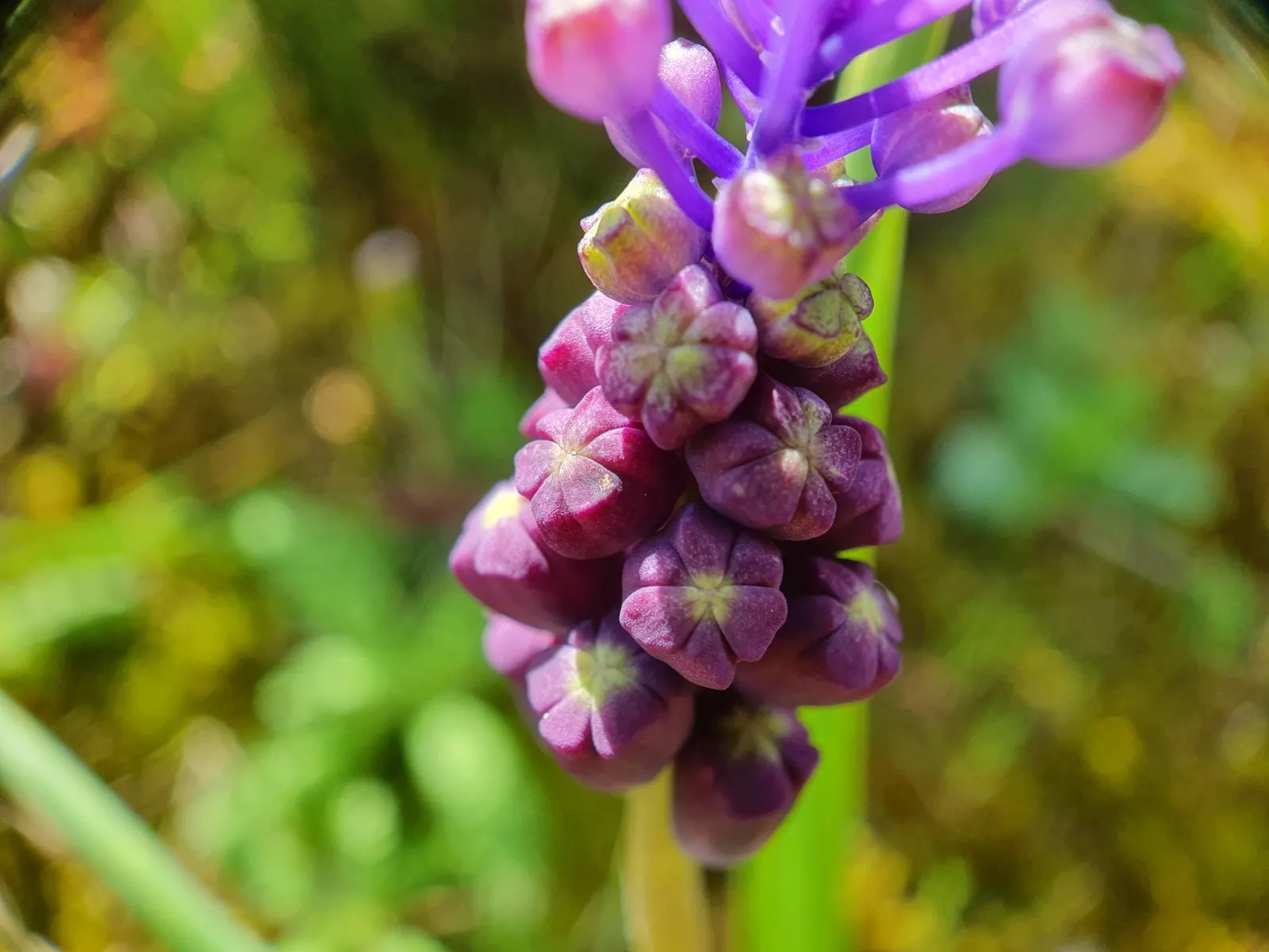 Grape Hyacinth (Muscari Armeniacum) — multiplying and returning with a delightful show year after year; urn-shaped deep blue flowers resembling, image 63
