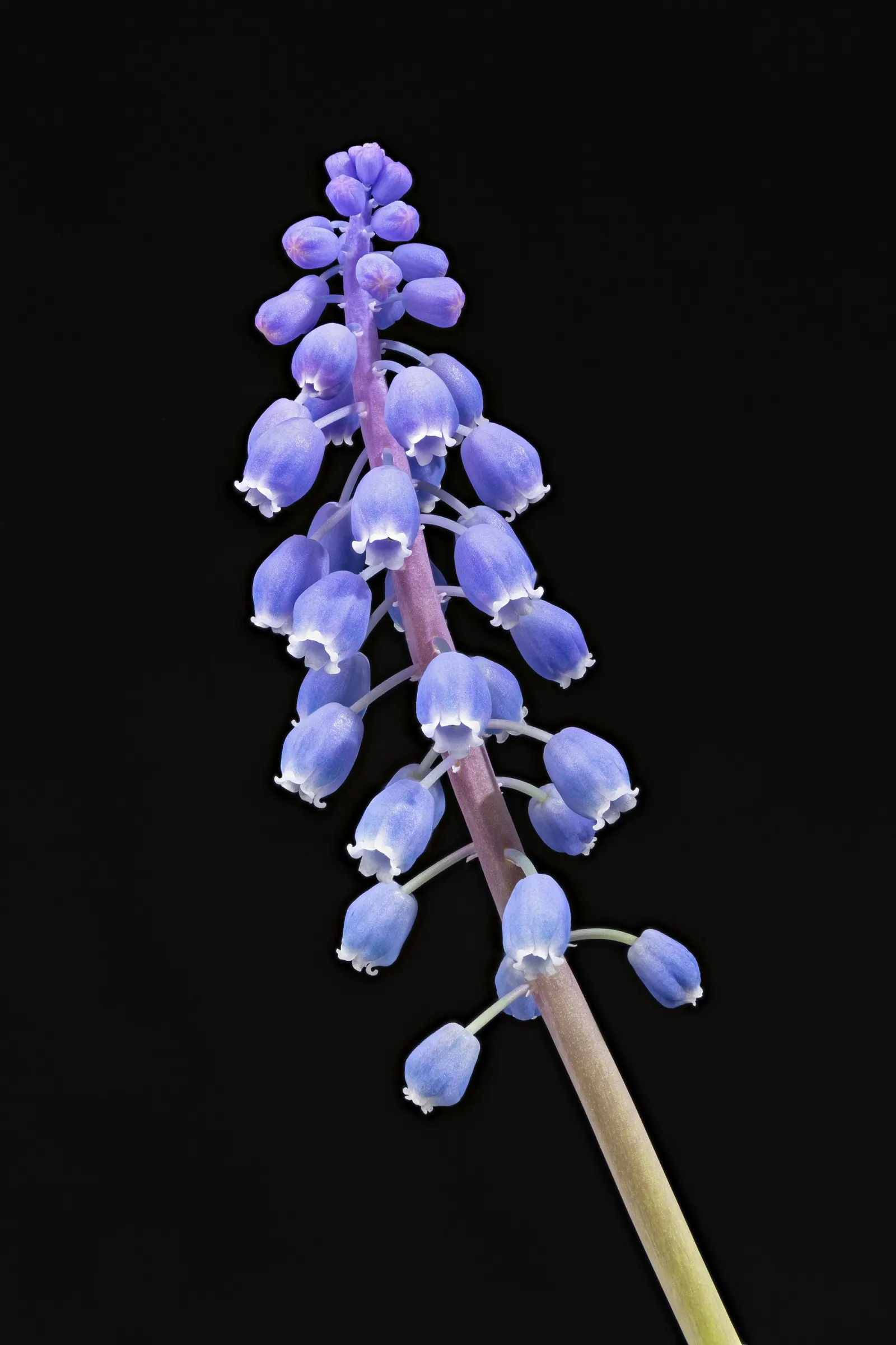 Grape Hyacinth (Muscari Armeniacum) — that bloom in a striking deep cobalt blue with a purplish tinge