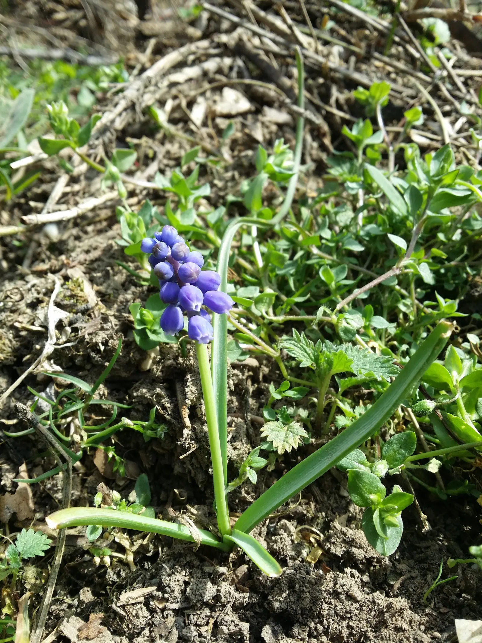 Grape Hyacinth (Muscari Armeniacum) — bulb / ground cover with blue blooms