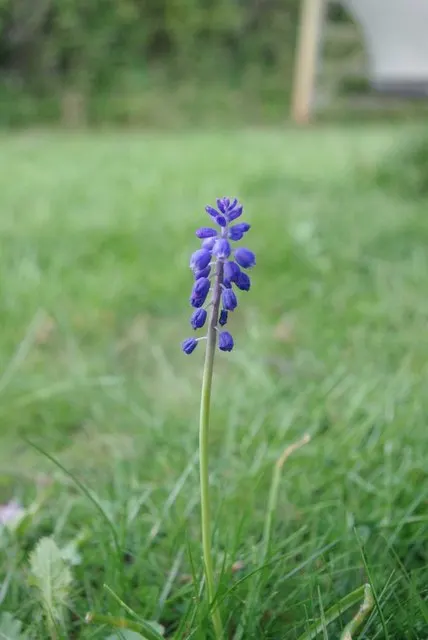 Grape Hyacinth (Muscari Armeniacum) — signifying an adaptability to a range of temperate climates; scientifically named Muscari armeniacum, image 149