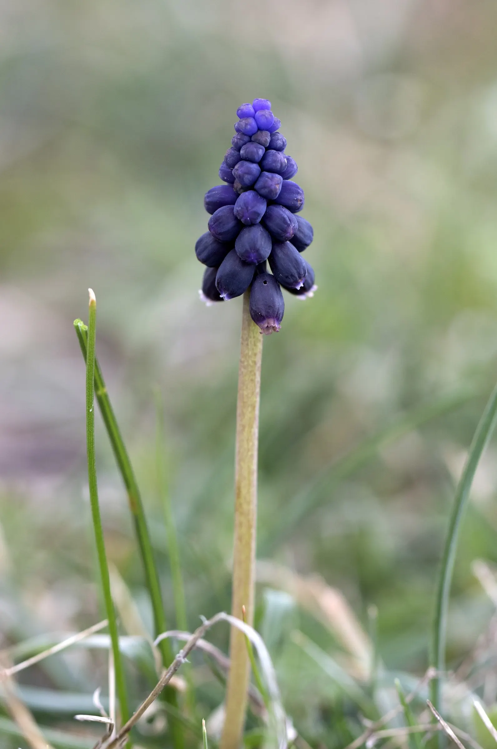 Grape Hyacinth (Muscari Armeniacum) — This plant is characterized by its densely clustered; bulb / ground cover for full or half, image 76