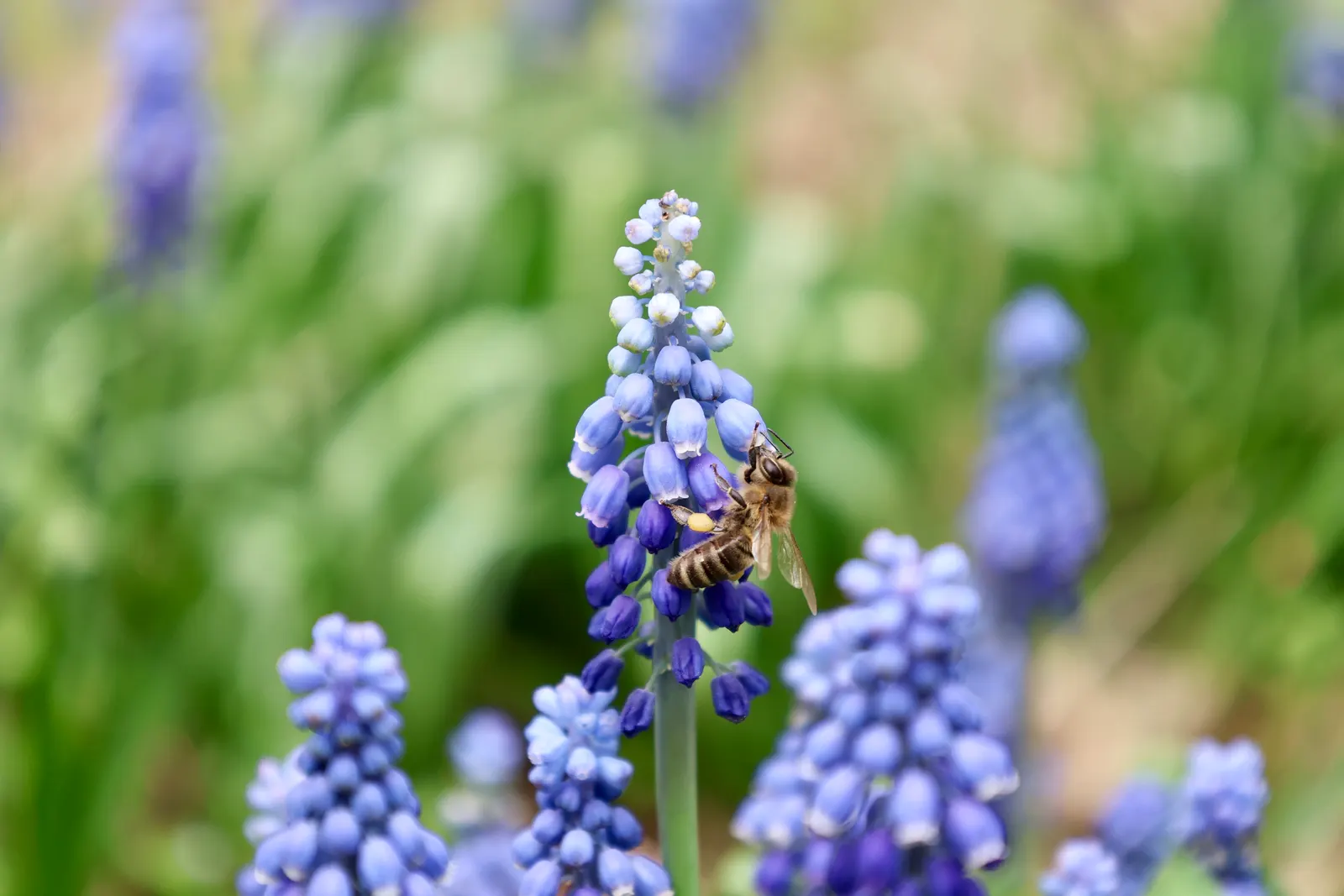Grape Hyacinth (Muscari Armeniacum) — urn-shaped deep blue flowers resembling tiny grapes; once established, it requires minimal maintenance and is, image 139