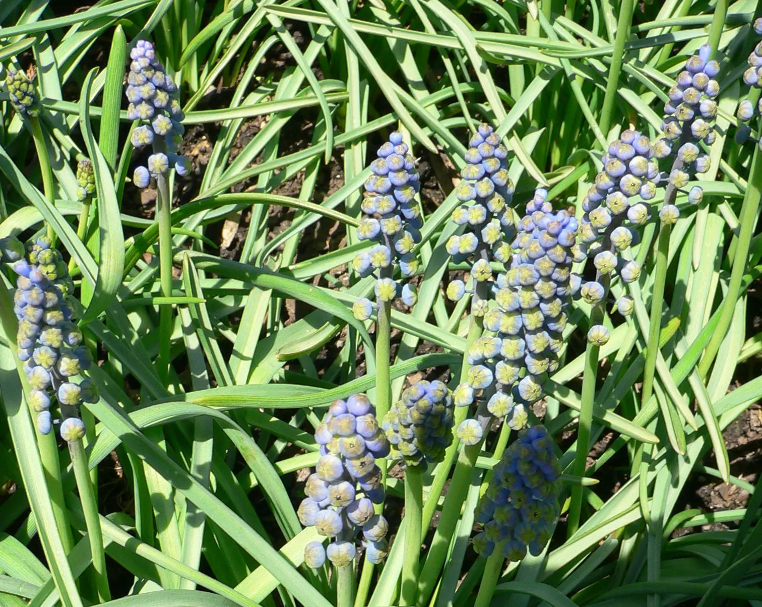 Grape Hyacinth (Muscari Armeniacum) — bulb / ground cover for full or half; offering a layered look of contrasting shapes and heights, image 69