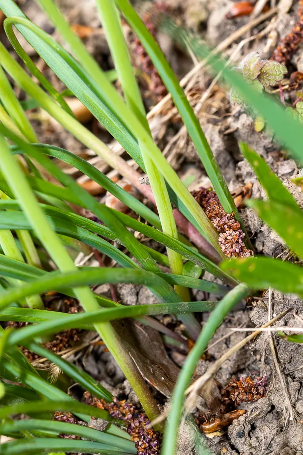 Grape Hyacinth (Muscari Armeniacum) — signaling the arrival of spring; resembling miniature grapes