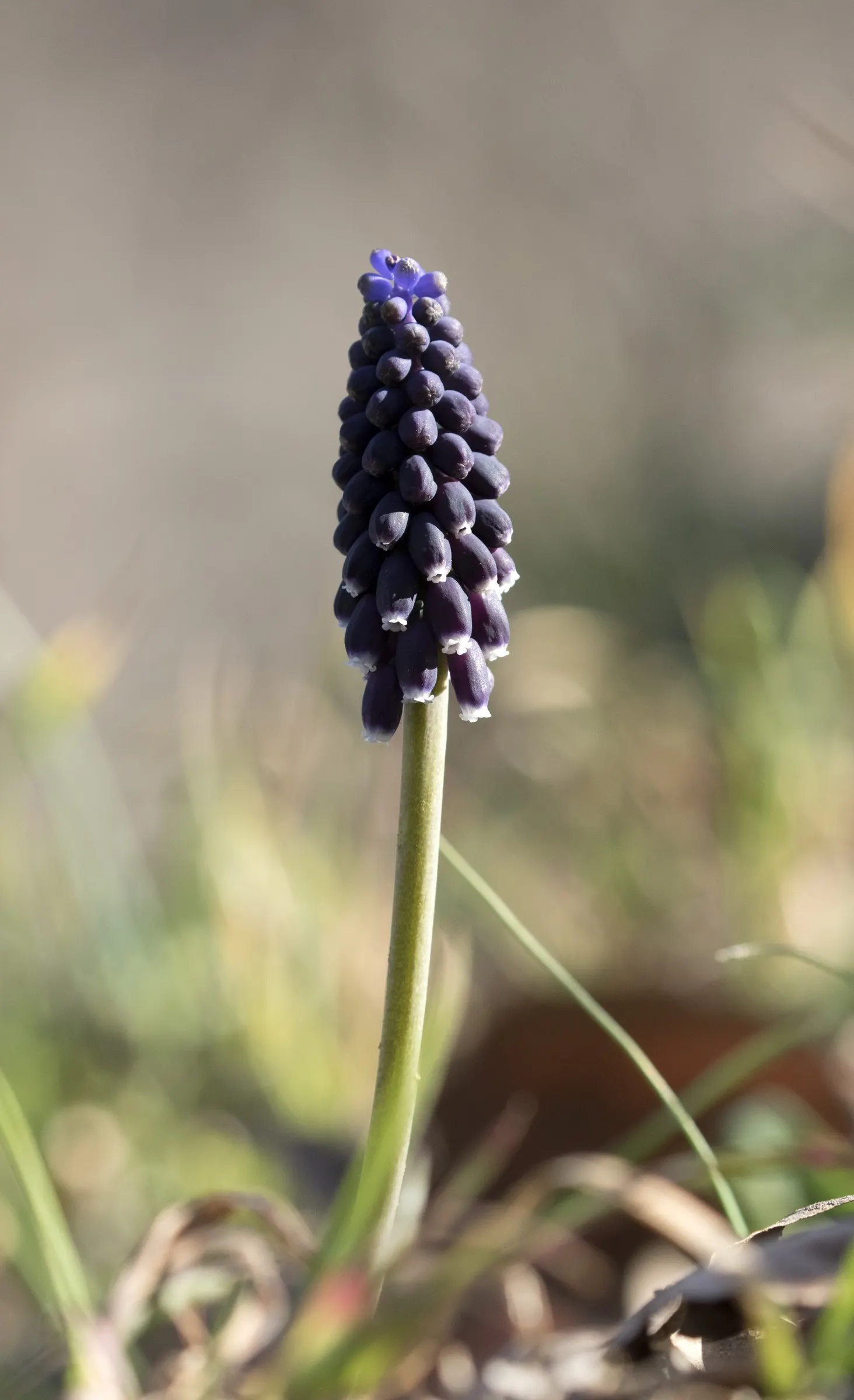 Grape Hyacinth (Muscari Armeniacum) — making them an effortless choice for both beginners and seasoned gardeners.<br><br>When composing your design; adding a