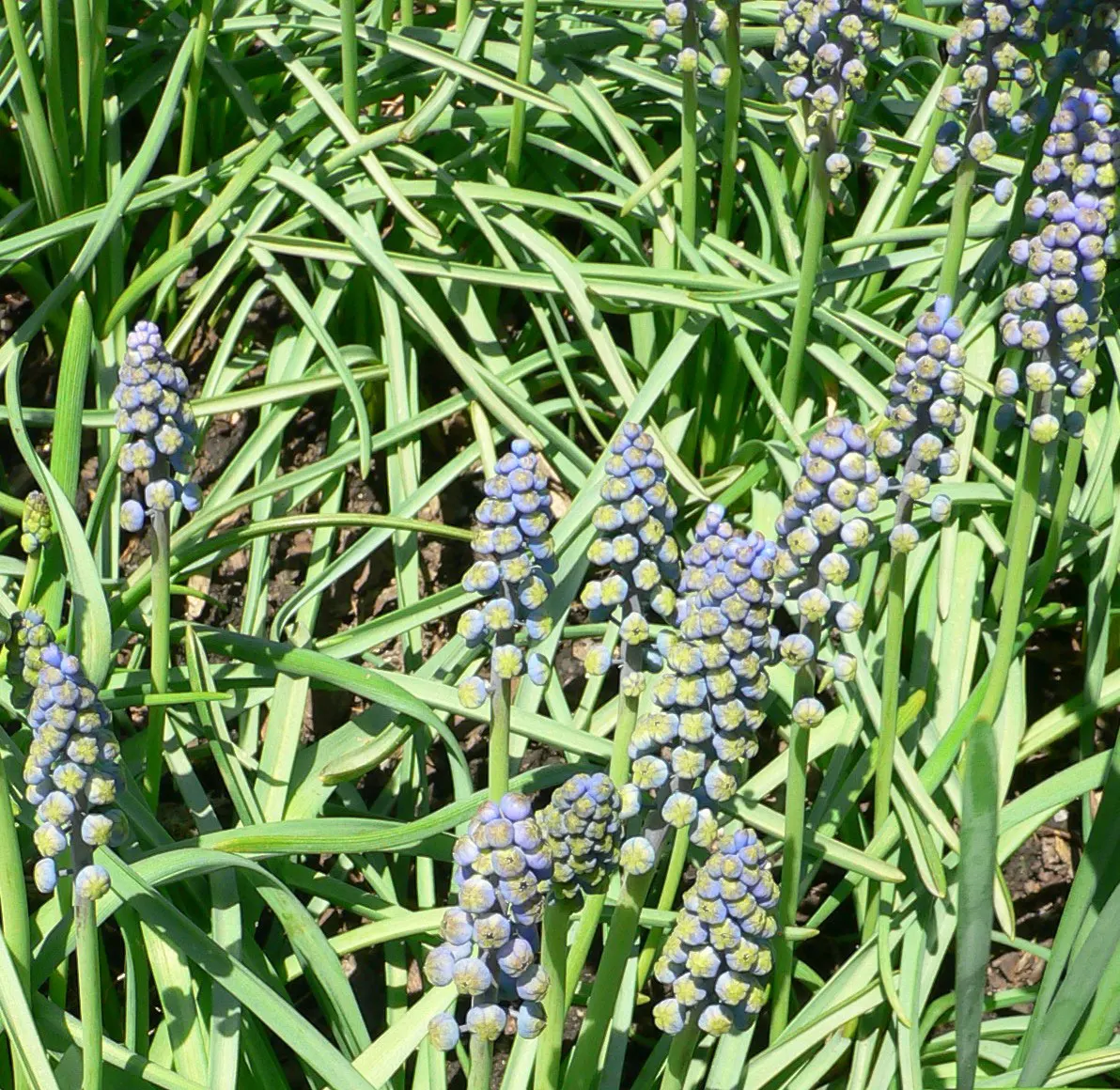Grape Hyacinth (Muscari Armeniacum) — The plant reaches 6-9 inches in height and thrives in USDA zones 4-8, preferring full sun to partial shade, image 48