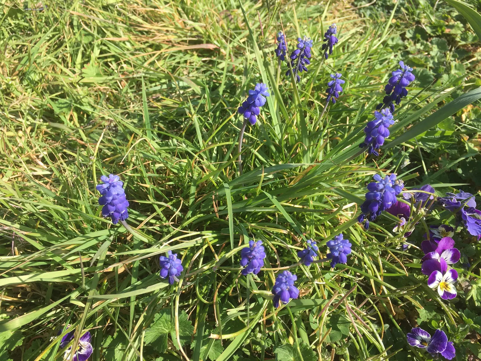 Grape Hyacinth (Muscari Armeniacum) — is a charming and resilient bulbous perennial that would make an excellent addition to your landscape design; muscari