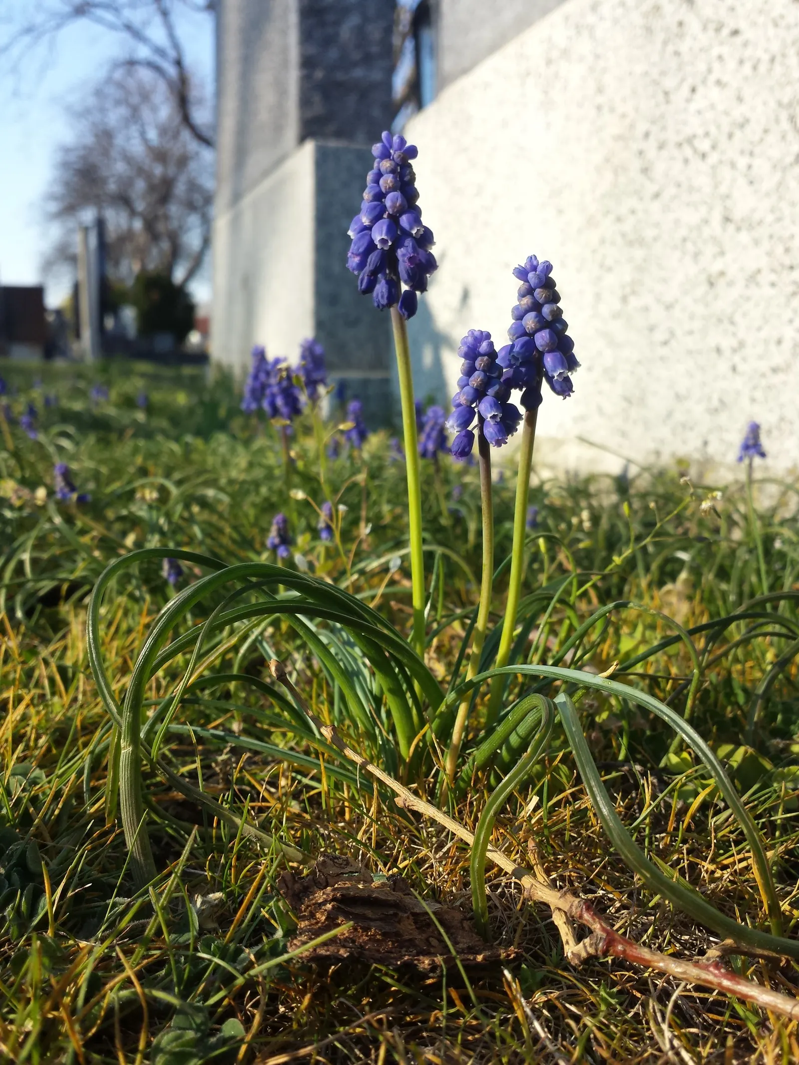 Grape Hyacinth (Muscari Armeniacum) — that bloom in a striking deep cobalt blue with a purplish tinge; making them an effortless choice for both, image 147