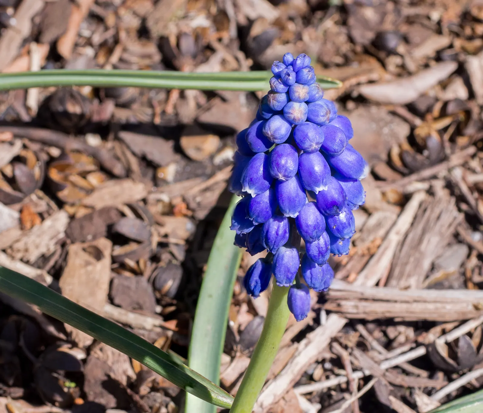 Grape Hyacinth (Muscari Armeniacum) — Muscari armeniacum naturalizes easily; multiplying and returning with a delightful show year after year, image 108