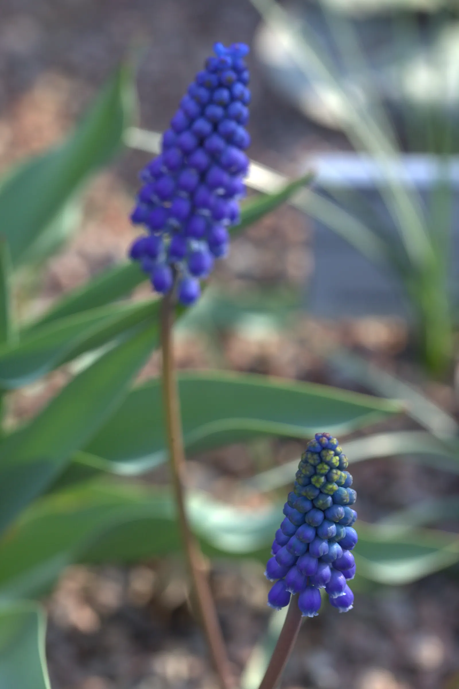 Grape Hyacinth (Muscari Armeniacum) — bulb / ground cover for full or half; offering a layered look of contrasting shapes and heights, image 230