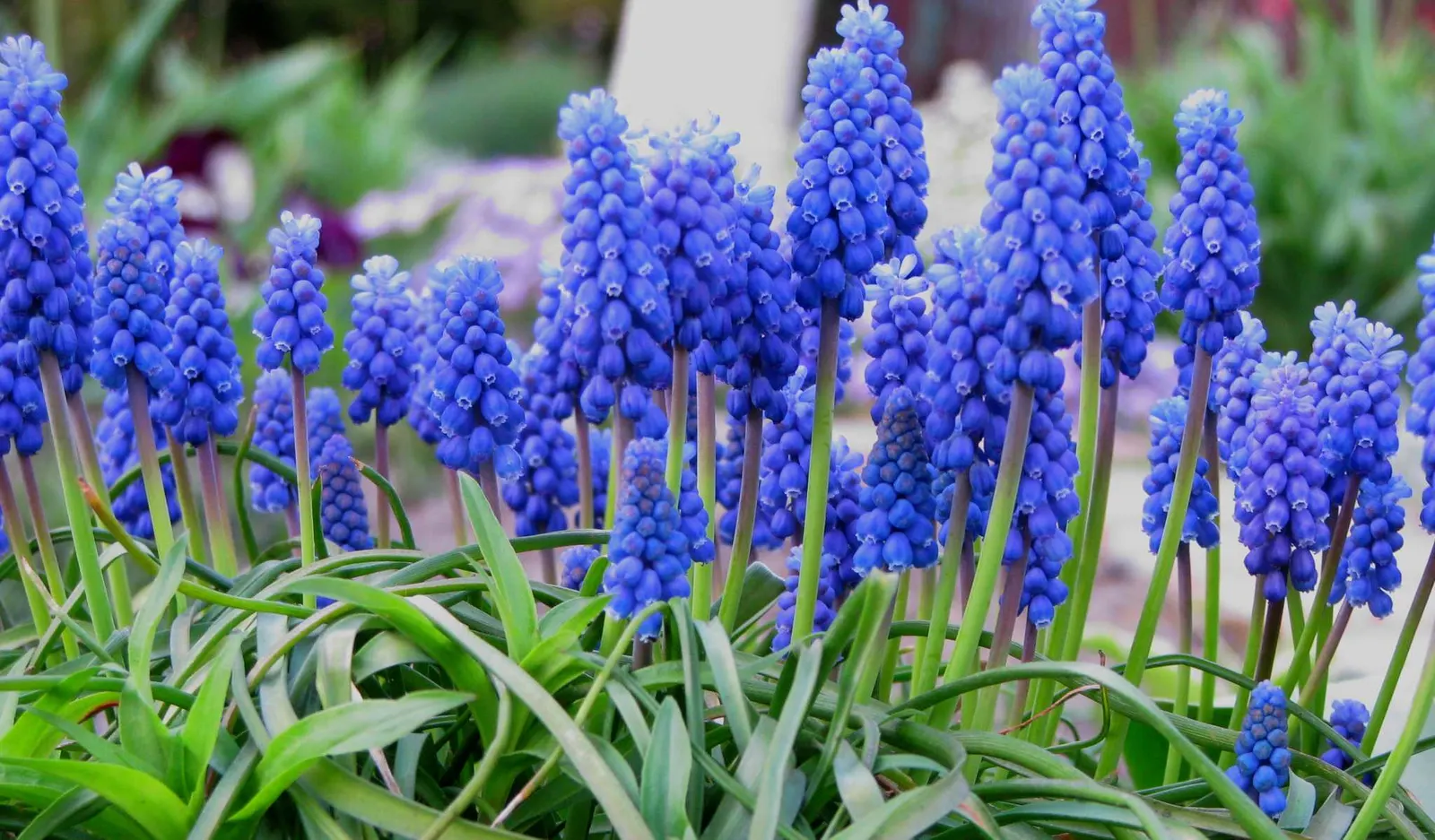 Grape Hyacinth (Muscari Armeniacum) — adding a striking blue hue to borders and rock gardens; signaling the arrival of spring, image 187