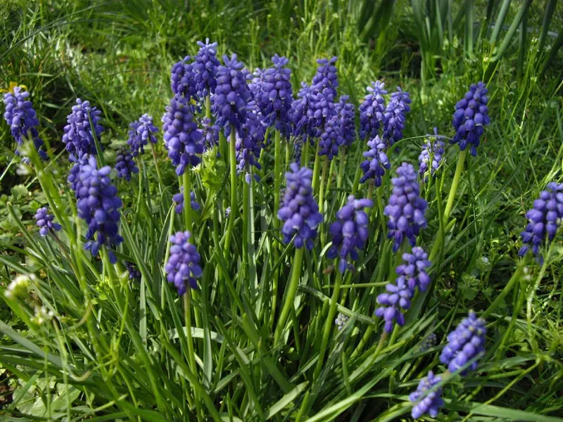 Grape Hyacinth (Muscari Armeniacum) — It also pairs beautifully with other spring bloomers like tulips and daffodils; a planting depth of 3 to 4, image 134
