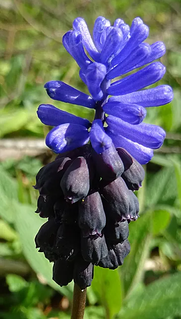 Grape Hyacinth (Muscari Armeniacum) — Grape Hyacinths require marginal maintenance; it also pairs beautifully with other spring bloomers like, image 174