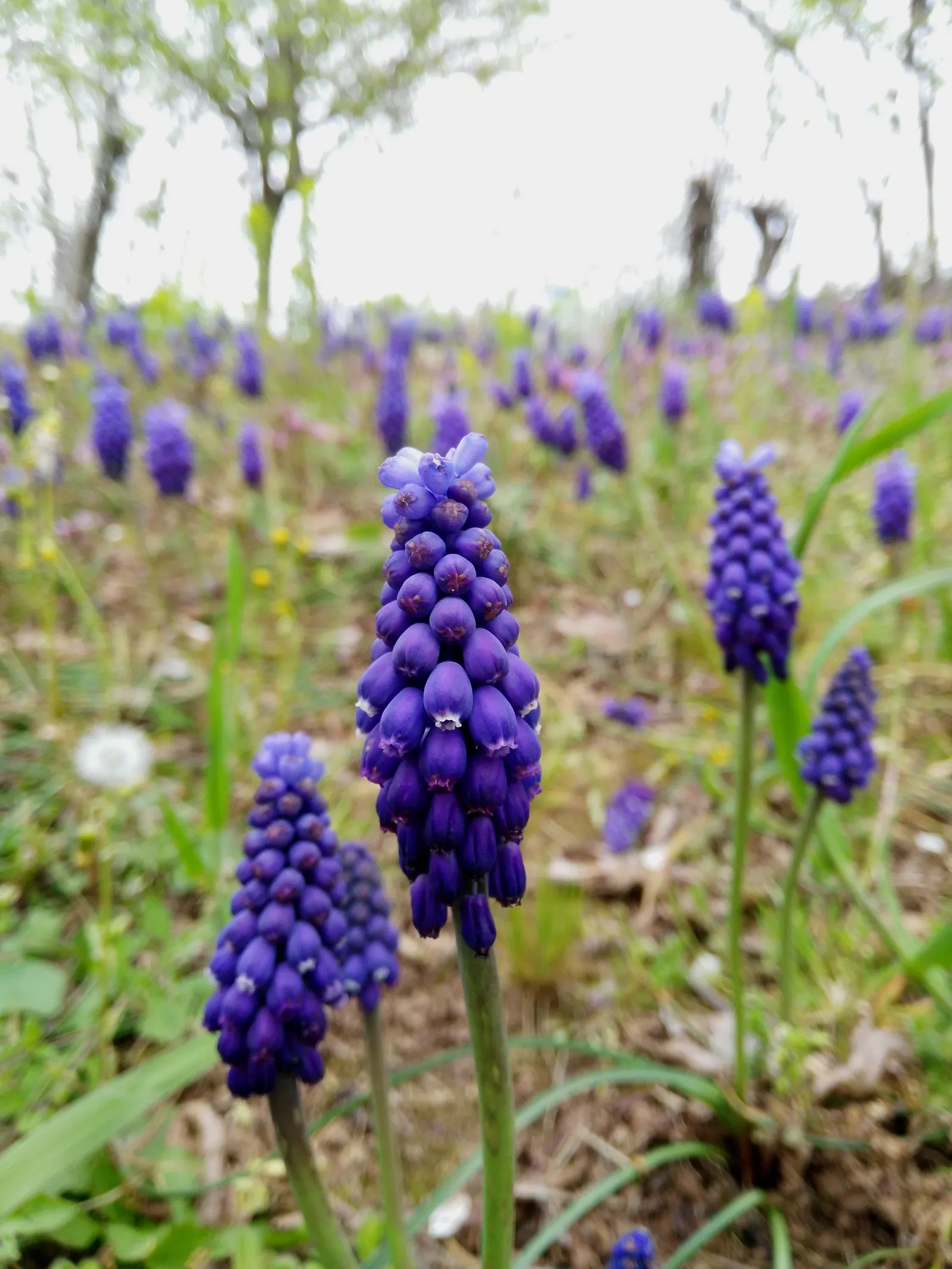 Grape Hyacinth (Muscari Armeniacum) — resembling miniature grapes; this plant is characterized by its densely clustered, image 77
