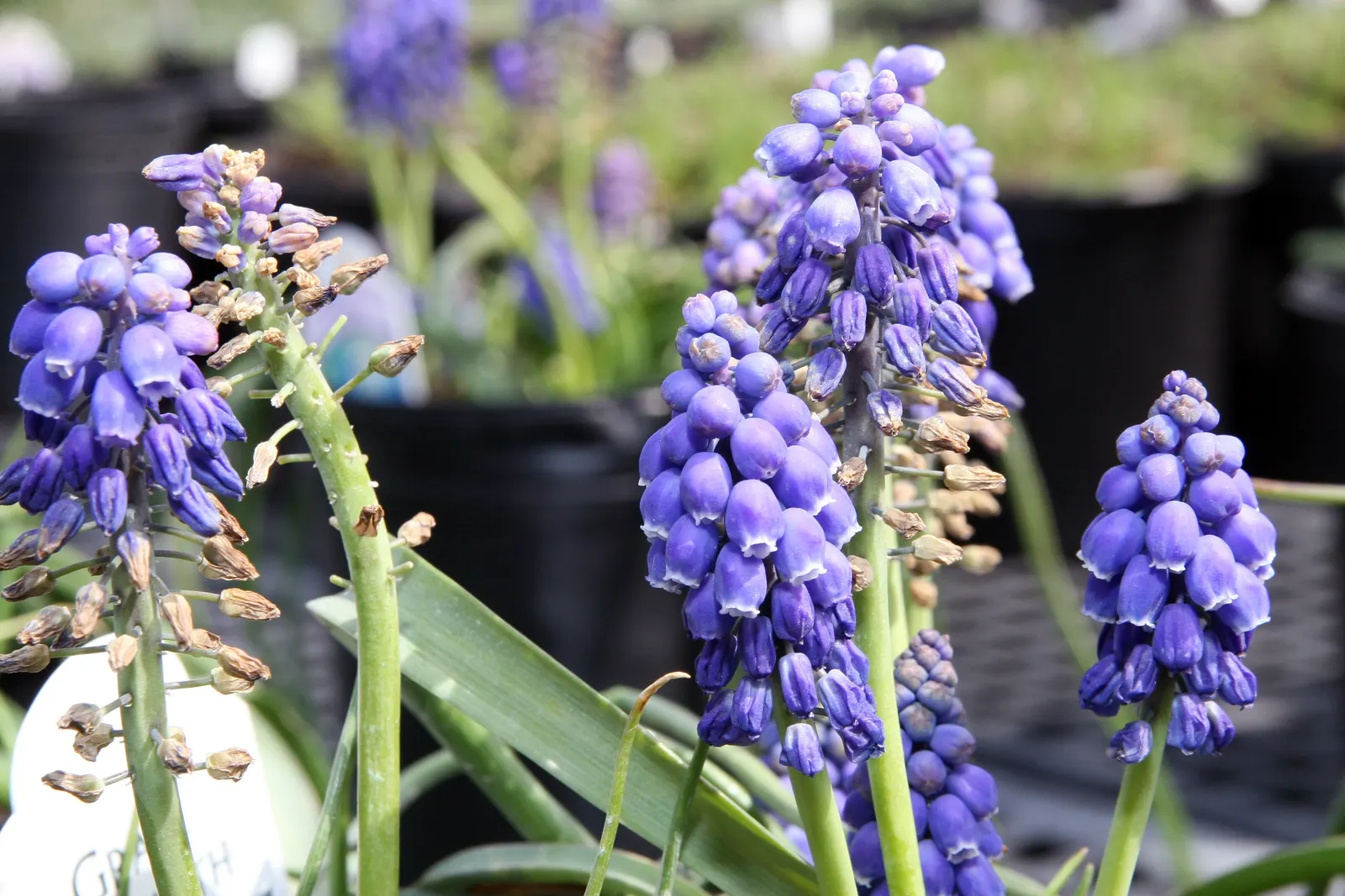 Grape Hyacinth (Muscari Armeniacum) — adding a striking blue hue to borders and rock gardens; signaling the arrival of spring, image 210