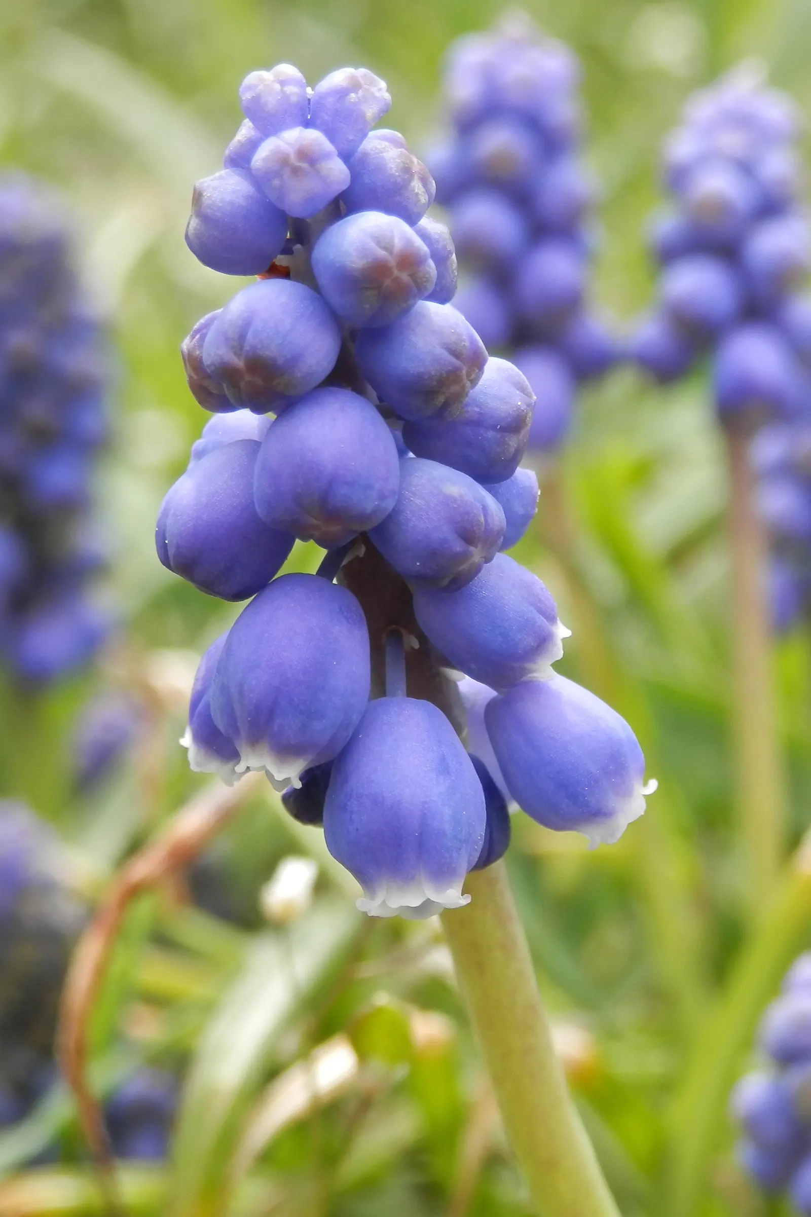 Grape Hyacinth (Muscari Armeniacum) — offering a layered look of contrasting shapes and heights