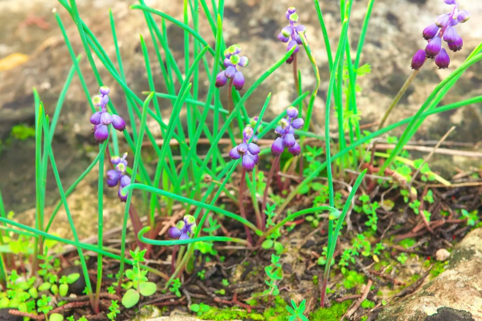 Grape Hyacinth (Muscari Armeniacum) — urn-shaped deep blue flowers resembling tiny grapes; once established, it requires minimal maintenance and is, image 185