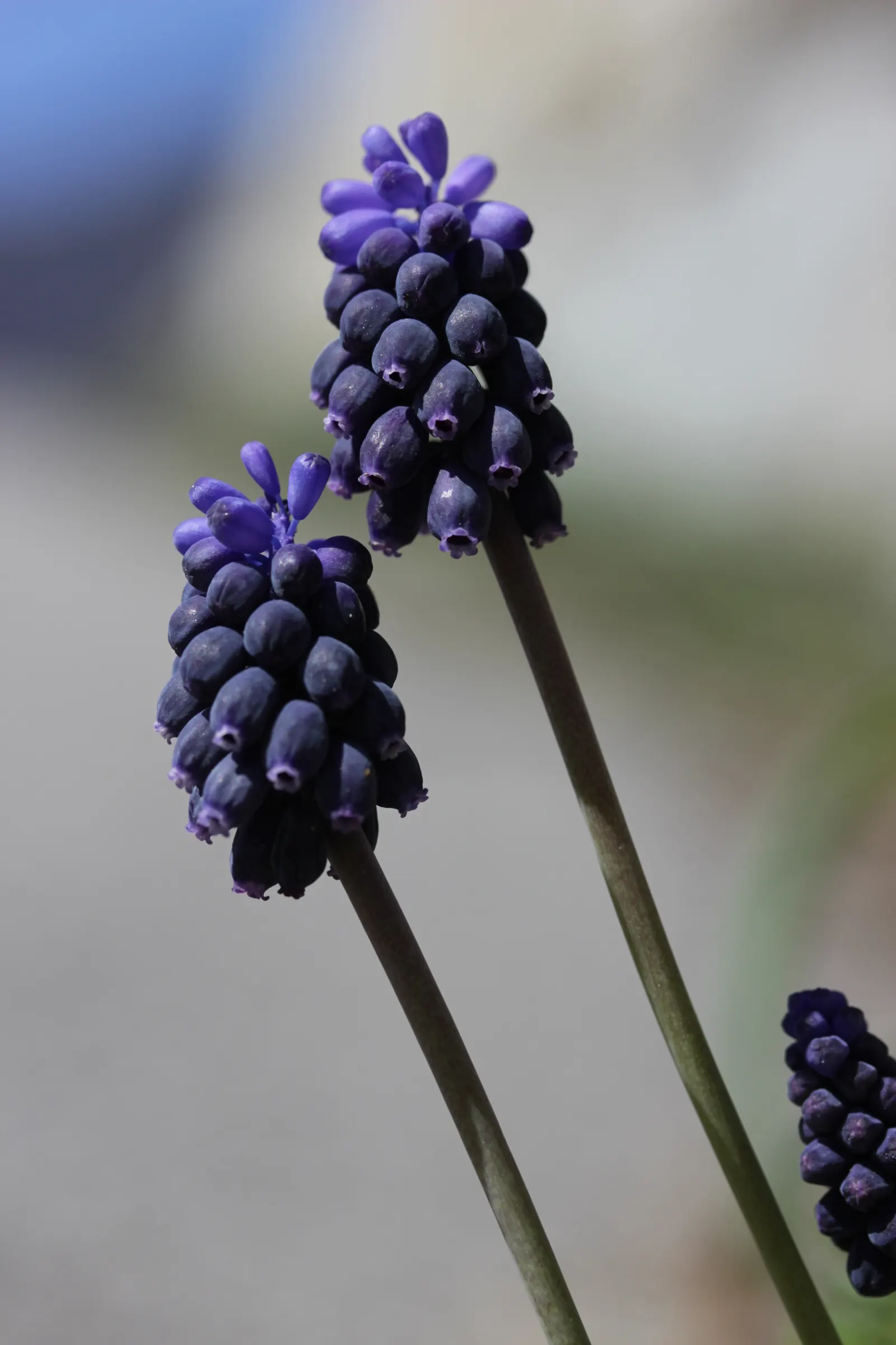 Grape Hyacinth (Muscari Armeniacum) — Each spike can grow to be 6 to 8 inches tall; blue flowers in the garden, image 102