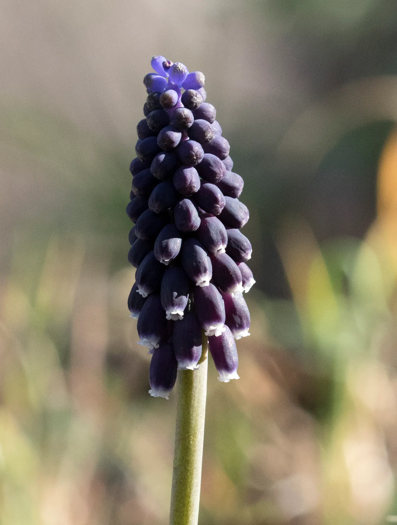 Grape Hyacinth (Muscari Armeniacum) — that bloom in a striking deep cobalt blue with a purplish tinge; making them an effortless choice for both, image 55