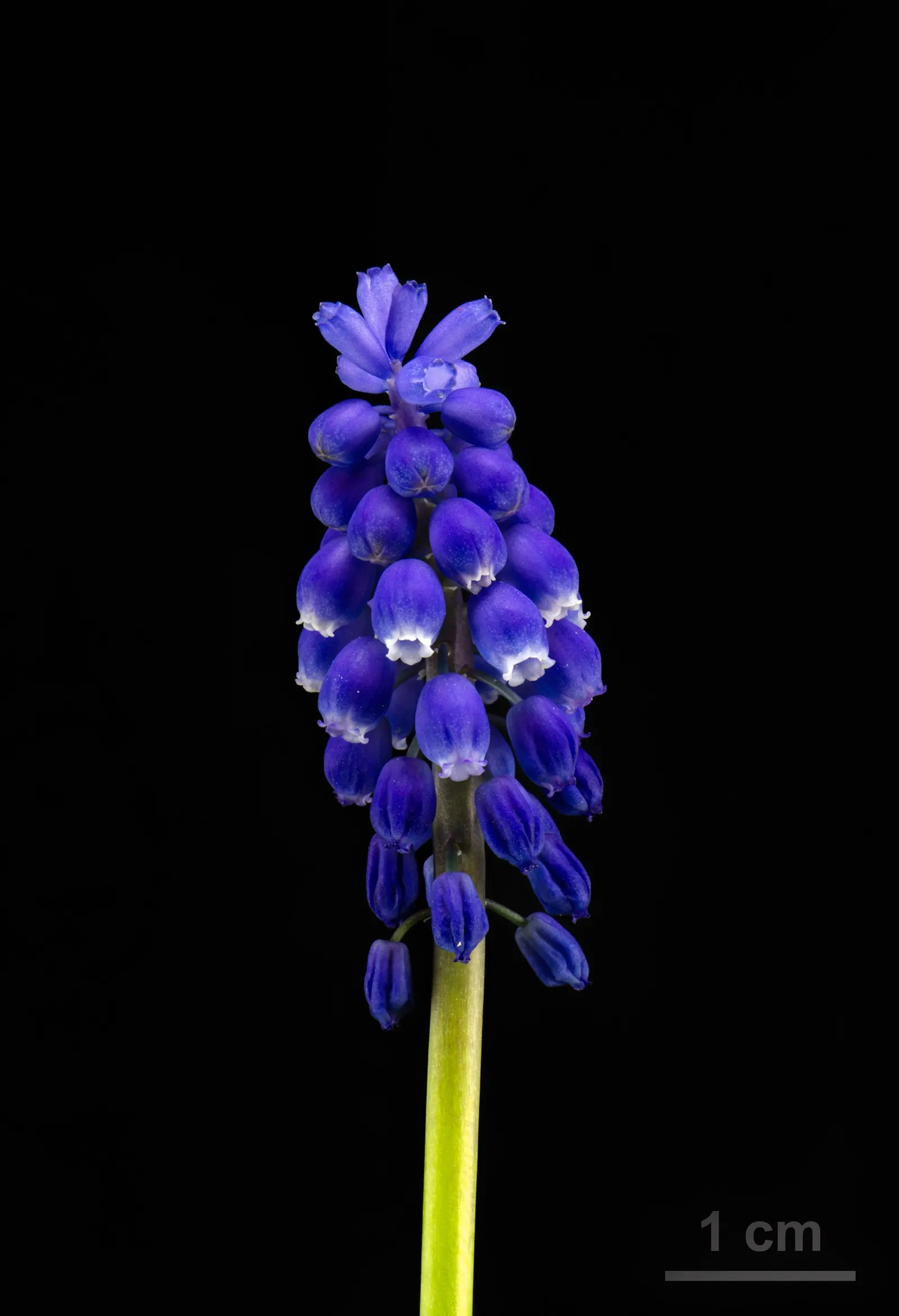 Grape Hyacinth (Muscari Armeniacum) — multiplying and returning with a delightful show year after year; urn-shaped deep blue flowers resembling, image 109
