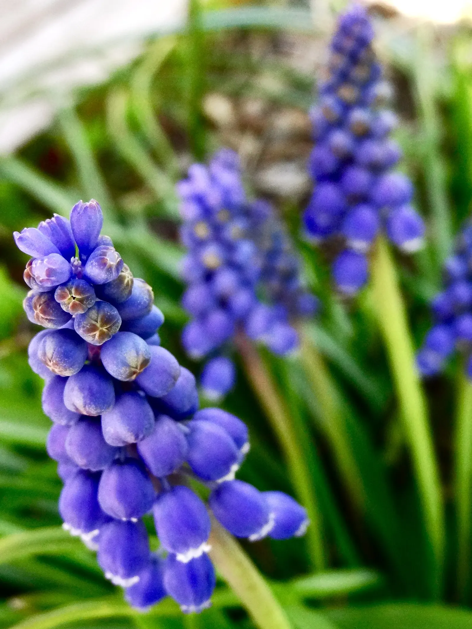 Grape Hyacinth (Muscari Armeniacum) — signaling the arrival of spring; resembling miniature grapes, image 133