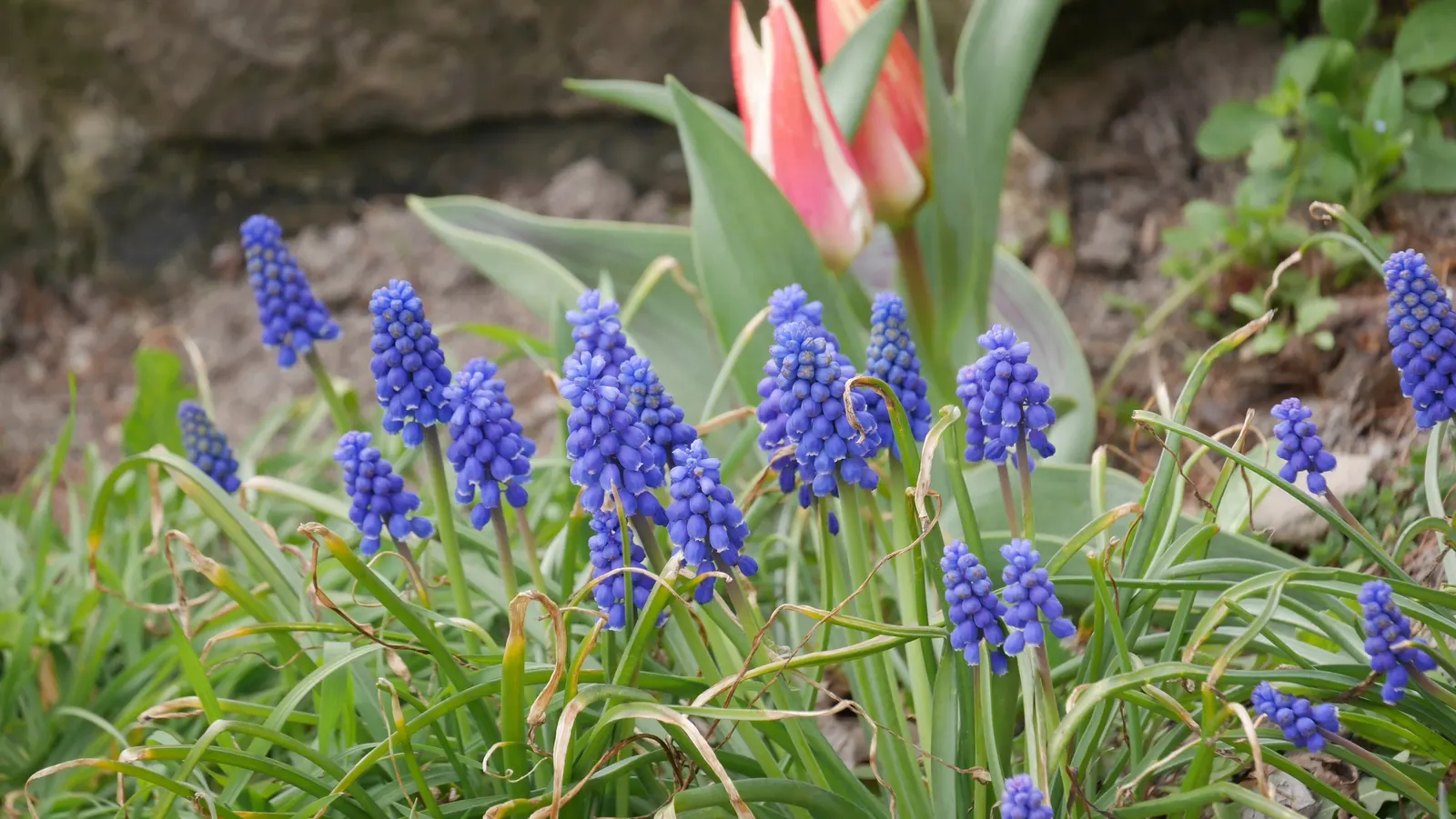 Grape Hyacinth (Muscari Armeniacum) — signifying an adaptability to a range of temperate climates; scientifically named Muscari armeniacum, image 172