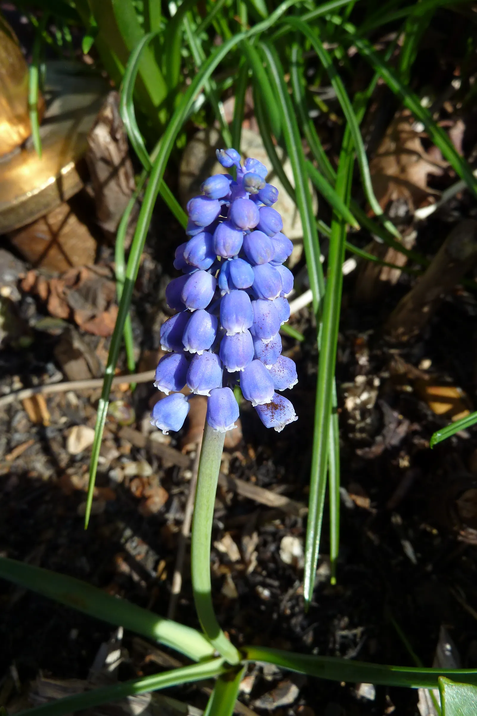 Grape Hyacinth (Muscari Armeniacum) — making them an effortless choice for both beginners and seasoned gardeners.<br><br>When composing your, image 83