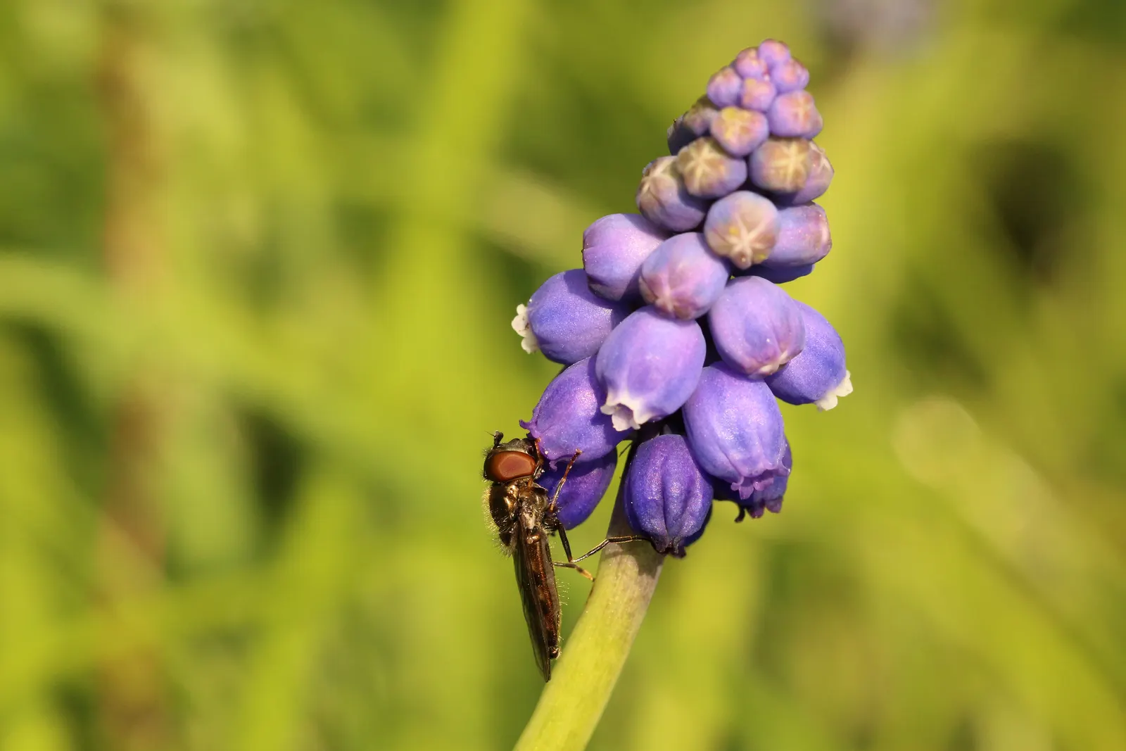 Grape Hyacinth (Muscari Armeniacum) — bulb / ground cover for full or half; offering a layered look of contrasting shapes and heights, image 138