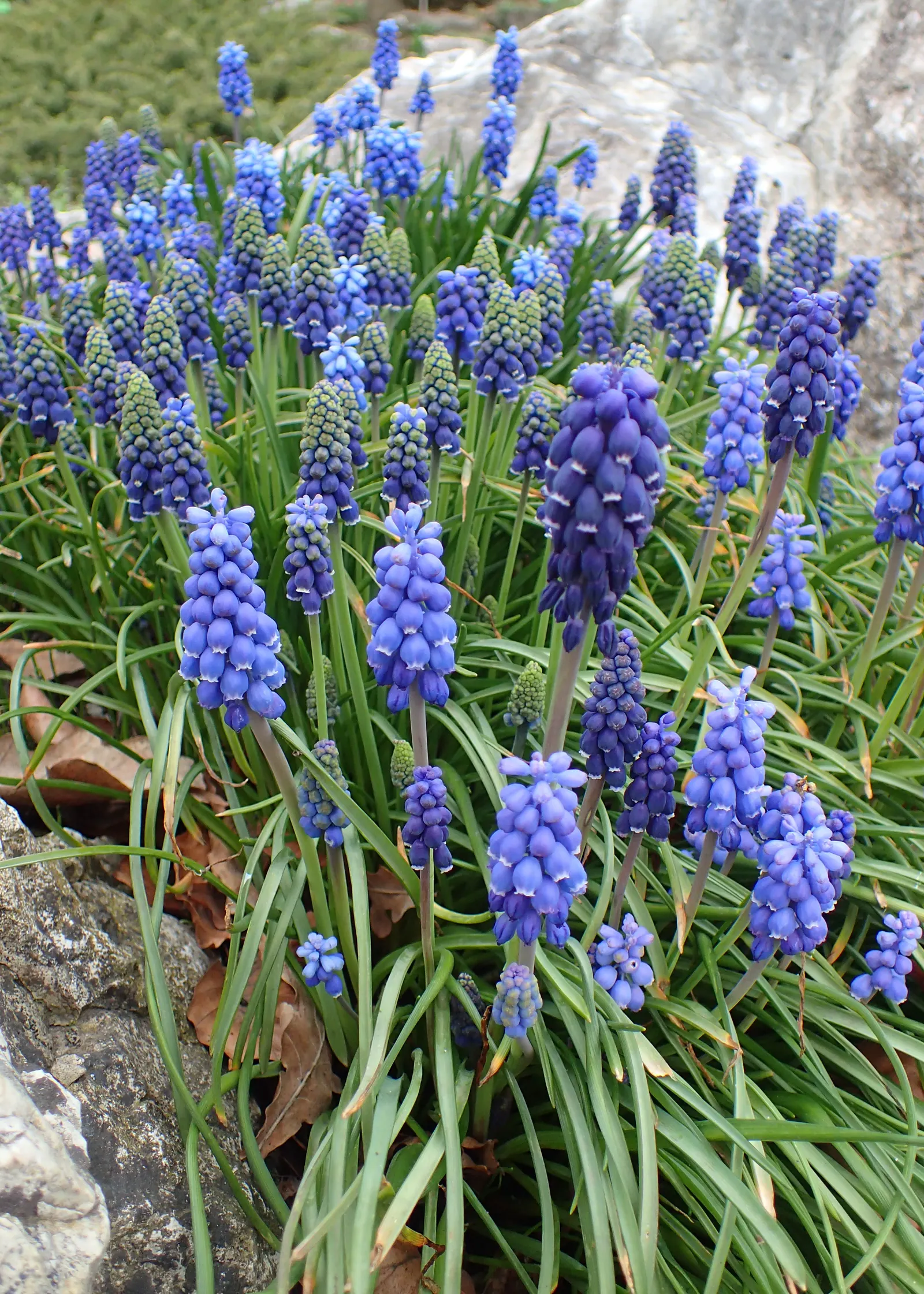 Grape Hyacinth (Muscari Armeniacum) — scientifically named Muscari armeniacum; that bloom in a striking deep cobalt blue with a purplish tinge, image 51