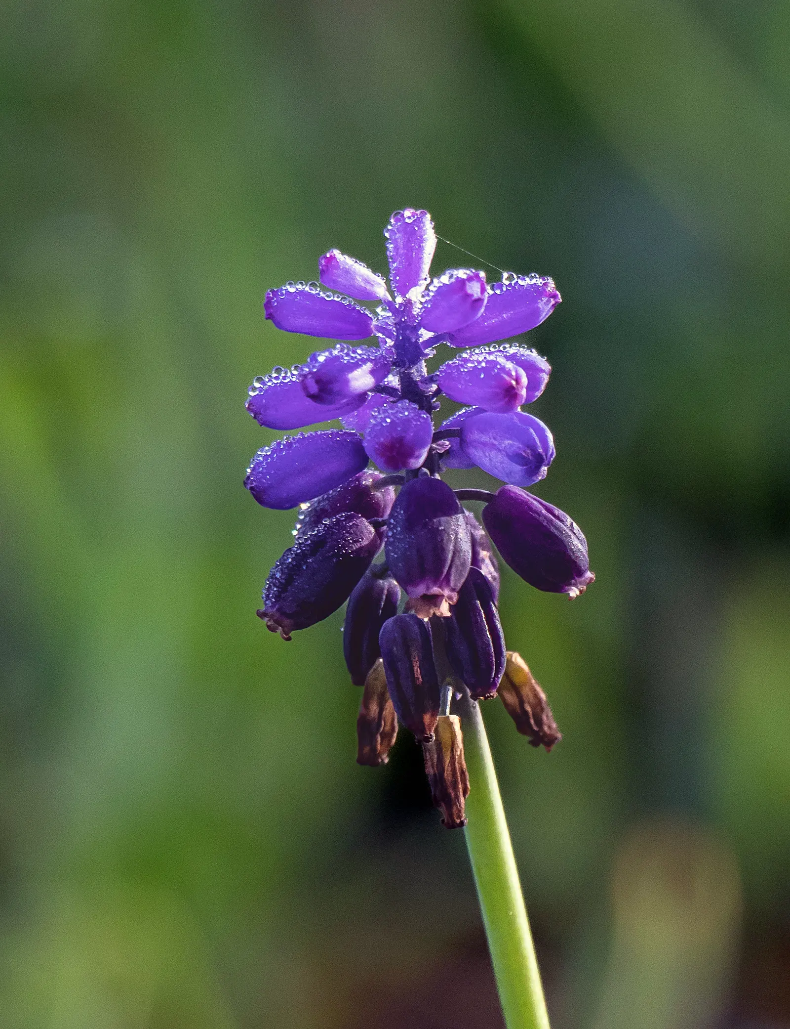 Grape Hyacinth (Muscari Armeniacum) — offering a layered look of contrasting shapes and heights; bulb / ground cover with blue blooms, image 227