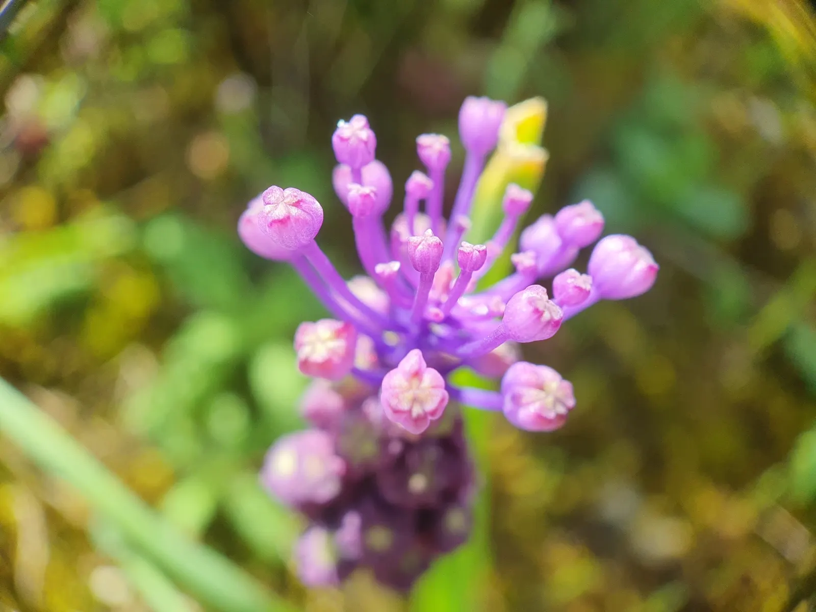 Grape Hyacinth (Muscari Armeniacum) — A planting depth of 3 to 4 inches is recommended to ensure optimal growth; each spike can grow to be 6 to 8 inches tall