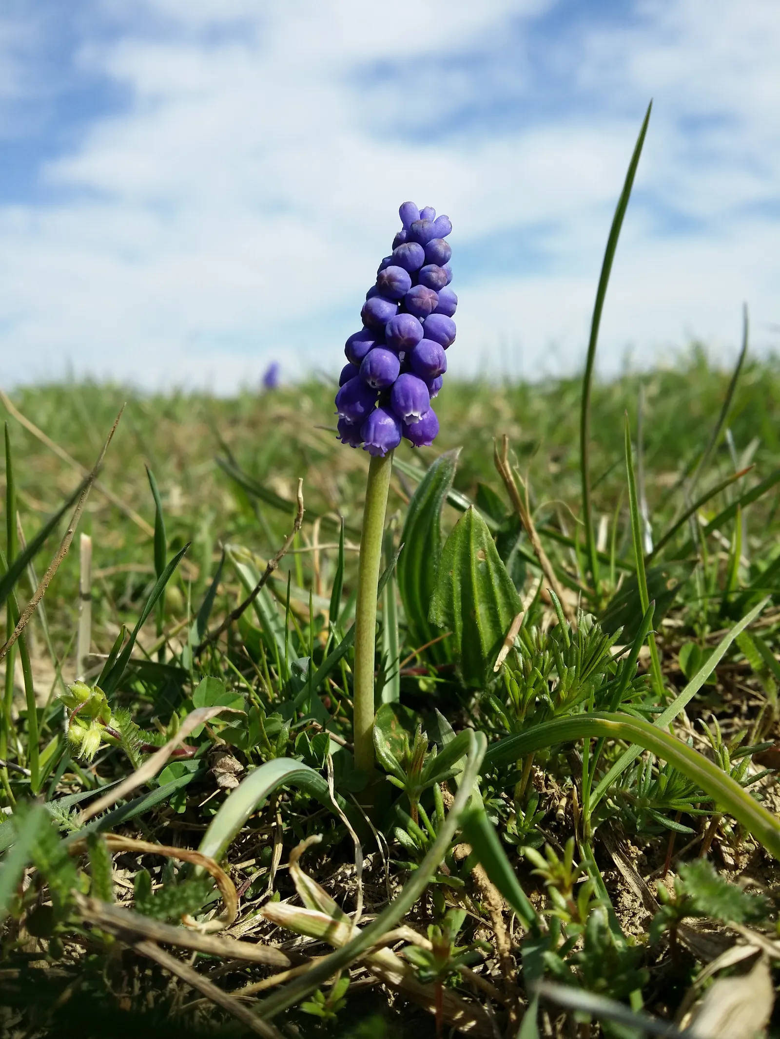 Grape Hyacinth (Muscari Armeniacum) — bulb / ground cover with blue blooms; grape Hyacinths require marginal maintenance, image 206