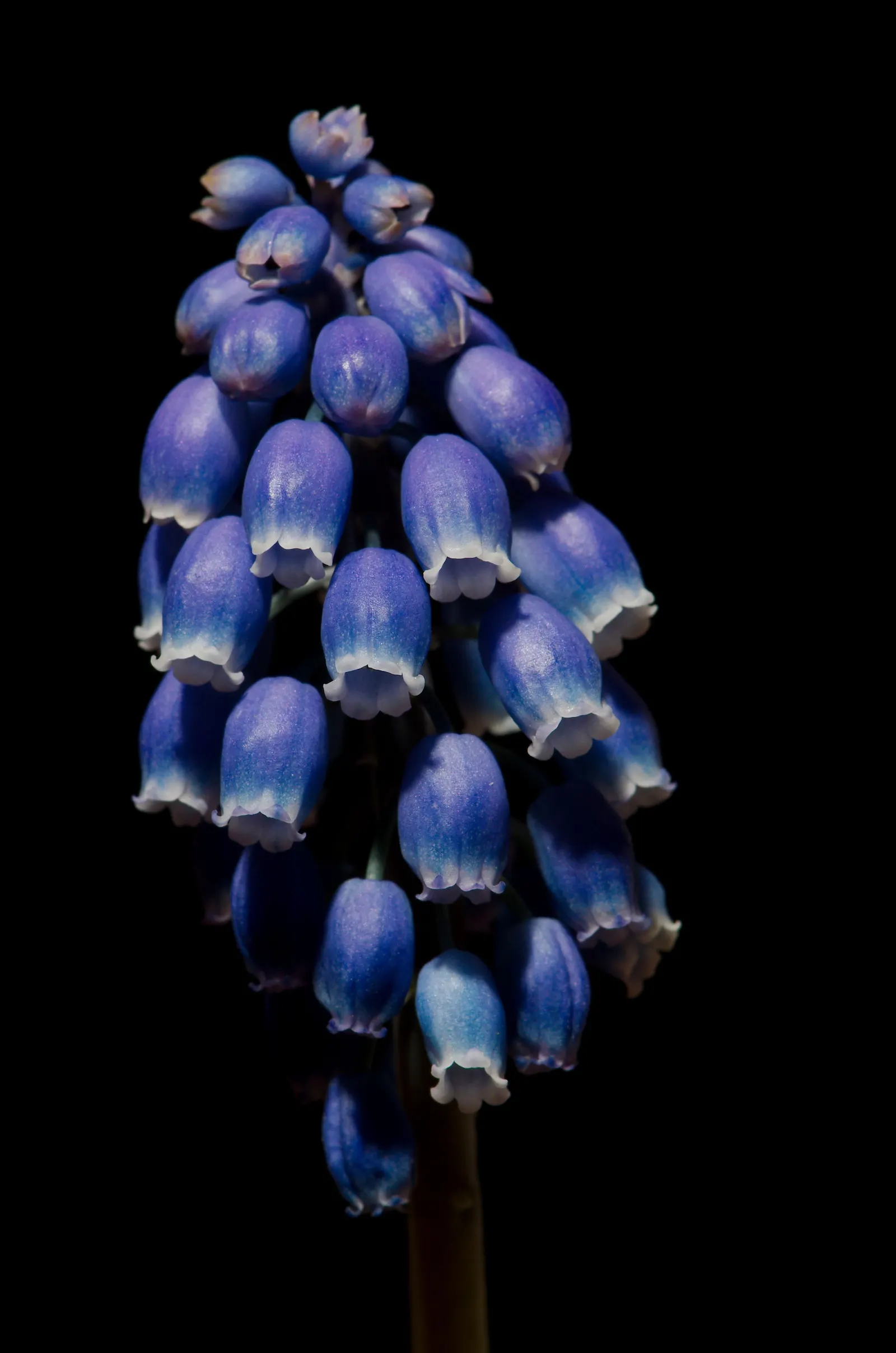 Grape Hyacinth (Muscari Armeniacum) — Once established, it requires minimal maintenance and is deer-resistant; the plant reaches 6-9 inches in, image 211