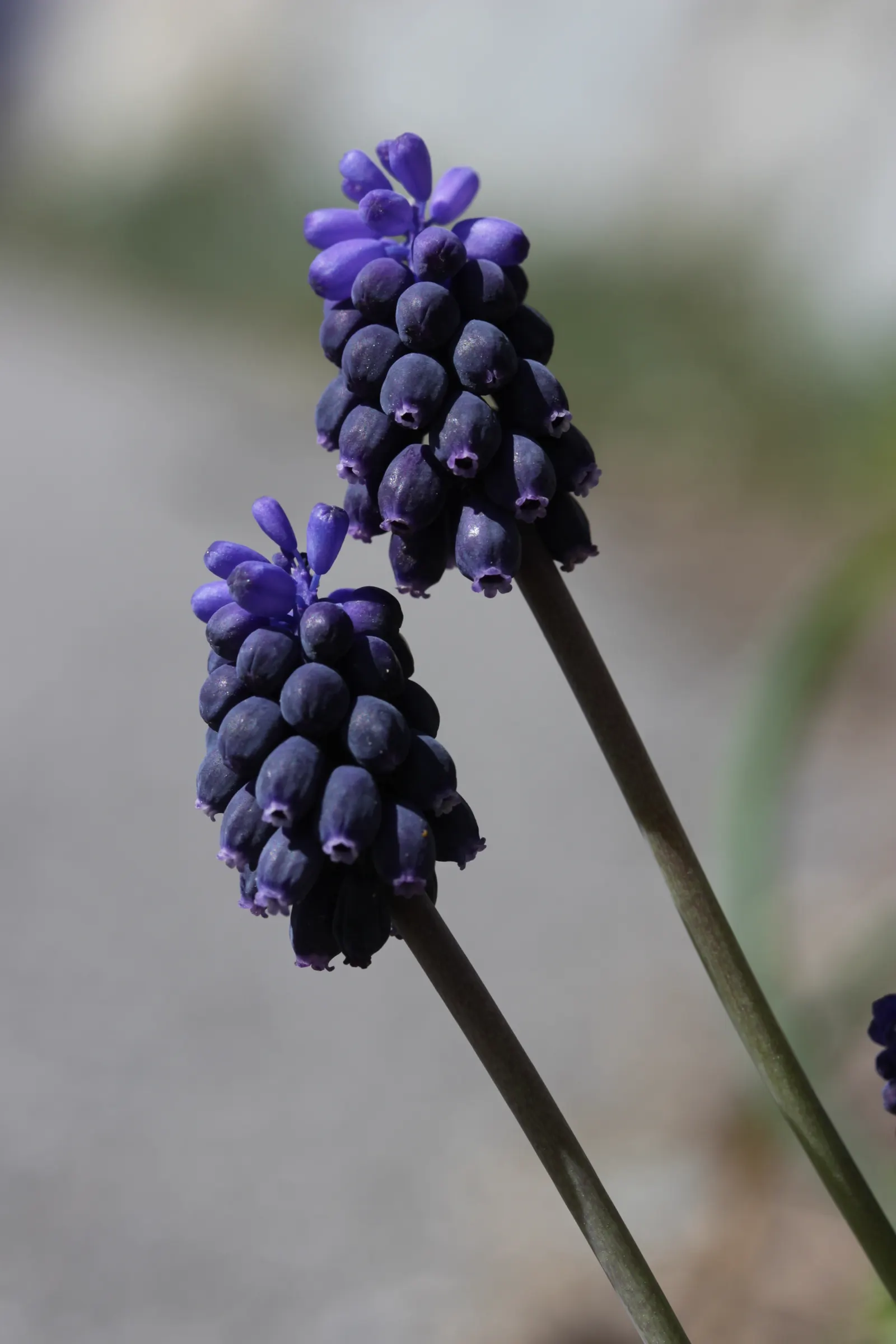 Grape Hyacinth (Muscari Armeniacum) — that bloom in a striking deep cobalt blue with a purplish tinge; making them an effortless choice for both, image 78