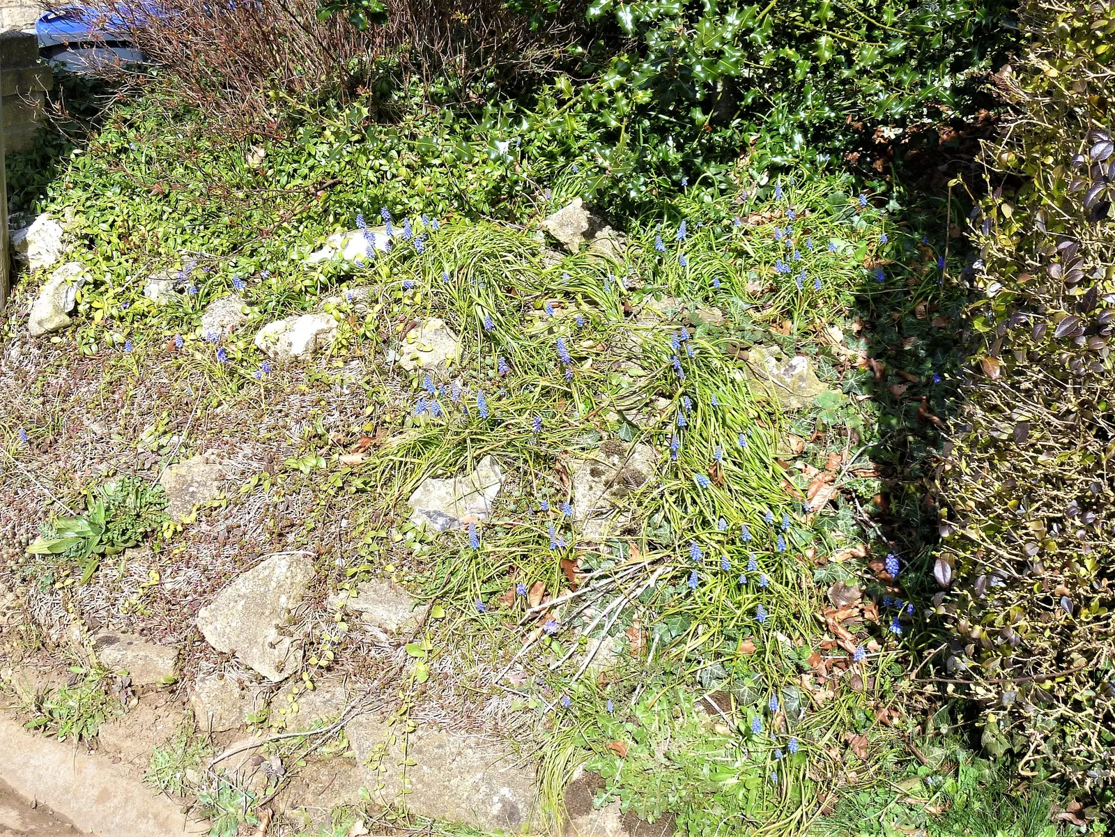 Grape Hyacinth (Muscari Armeniacum) — Muscari armeniacum naturalizes easily