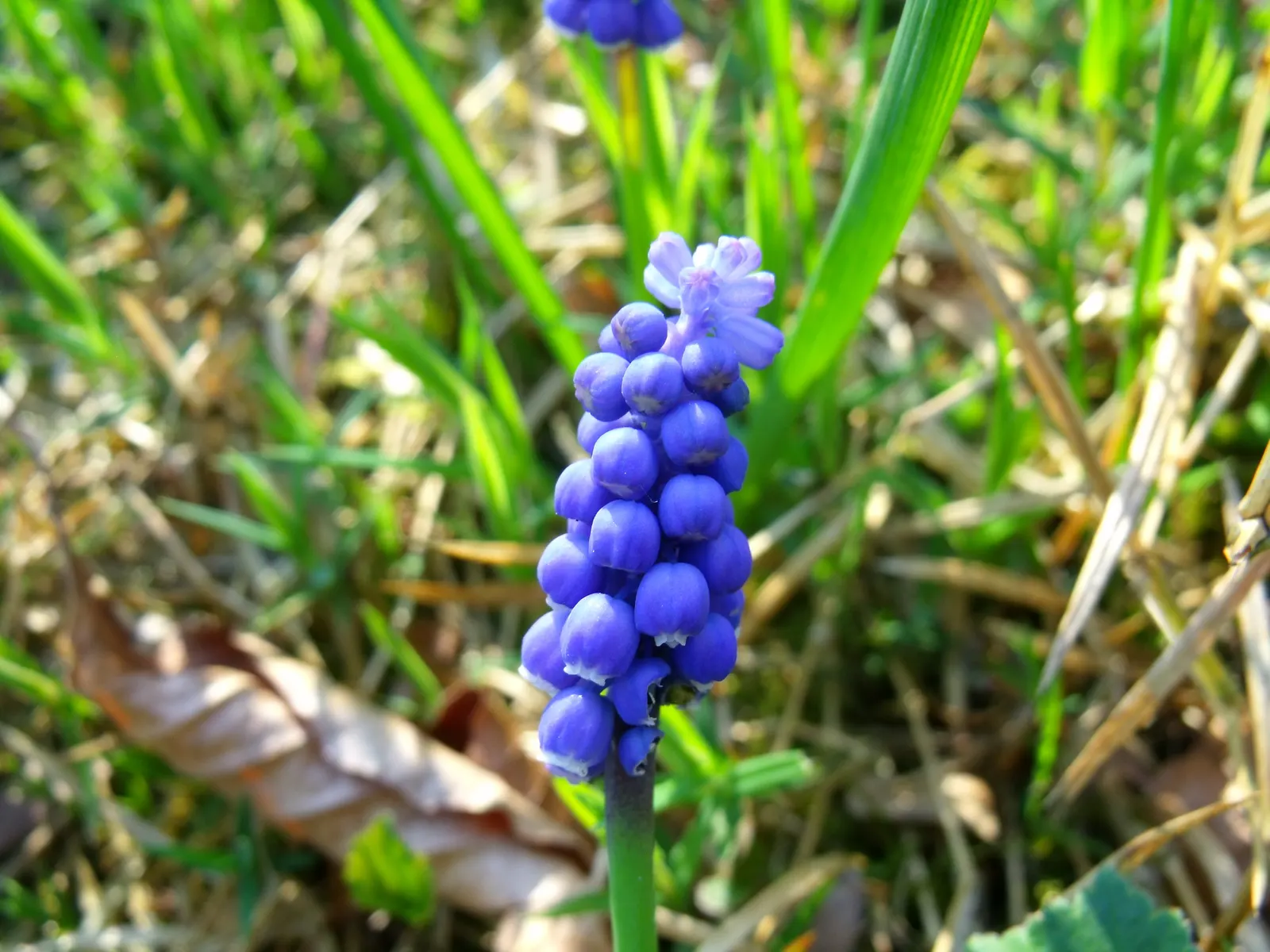 Grape Hyacinth (Muscari Armeniacum) — signifying an adaptability to a range of temperate climates