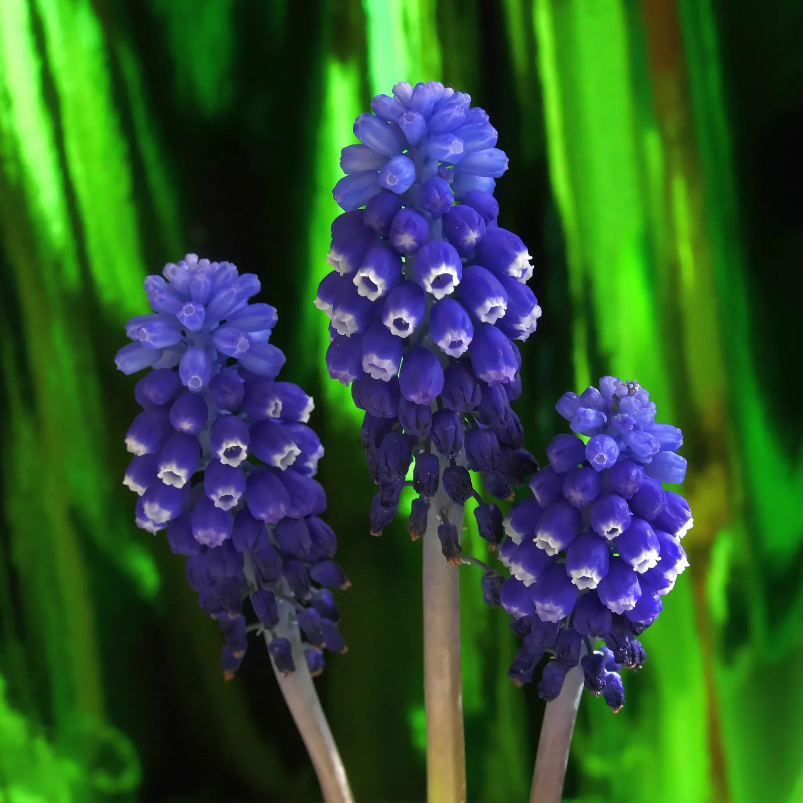 Grape Hyacinth (Muscari Armeniacum) — Muscari armeniacum naturalizes easily; multiplying and returning with a delightful show year after year, image 131