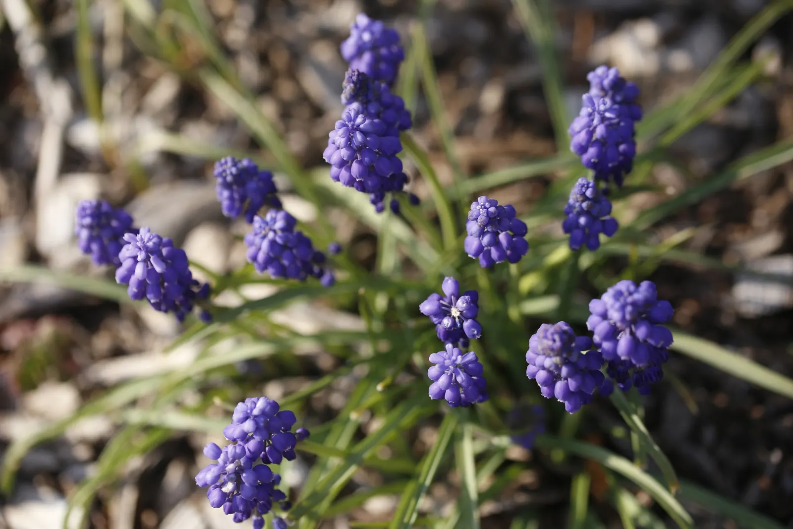 Grape Hyacinth (Muscari Armeniacum) — They prefer full to partial sun exposure but it is worth noting they can tolerate light shade, image 35
