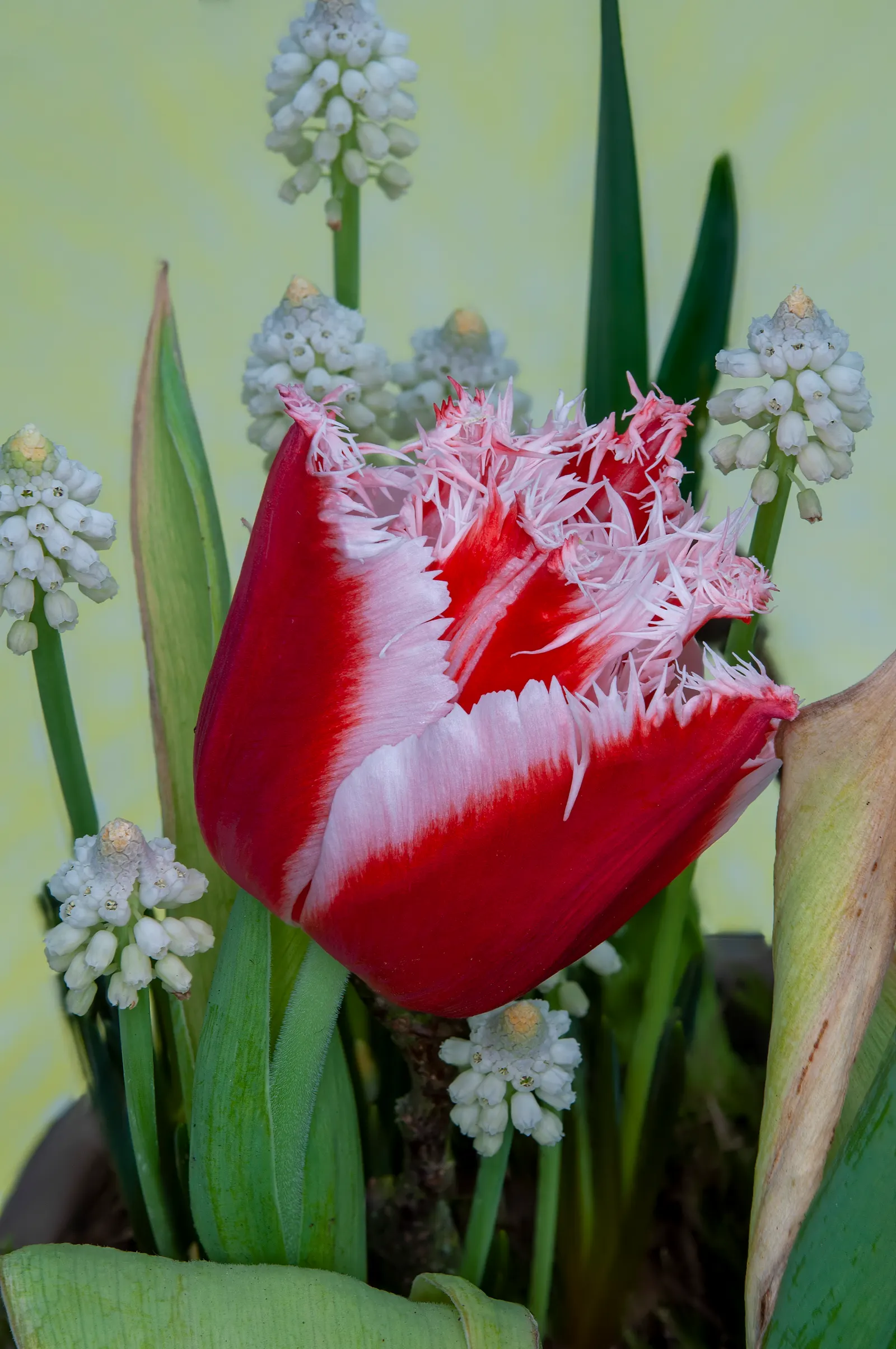 Grape Hyacinth (Muscari Armeniacum) — A planting depth of 3 to 4 inches is recommended to ensure optimal growth