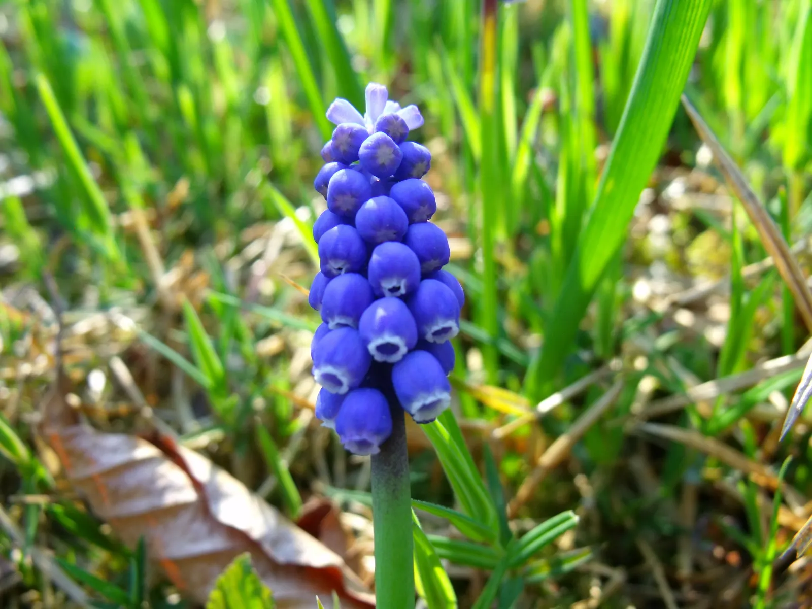 Grape Hyacinth (Muscari Armeniacum) — Grape Hyacinths require marginal maintenance; it also pairs beautifully with other spring bloomers like, image 59