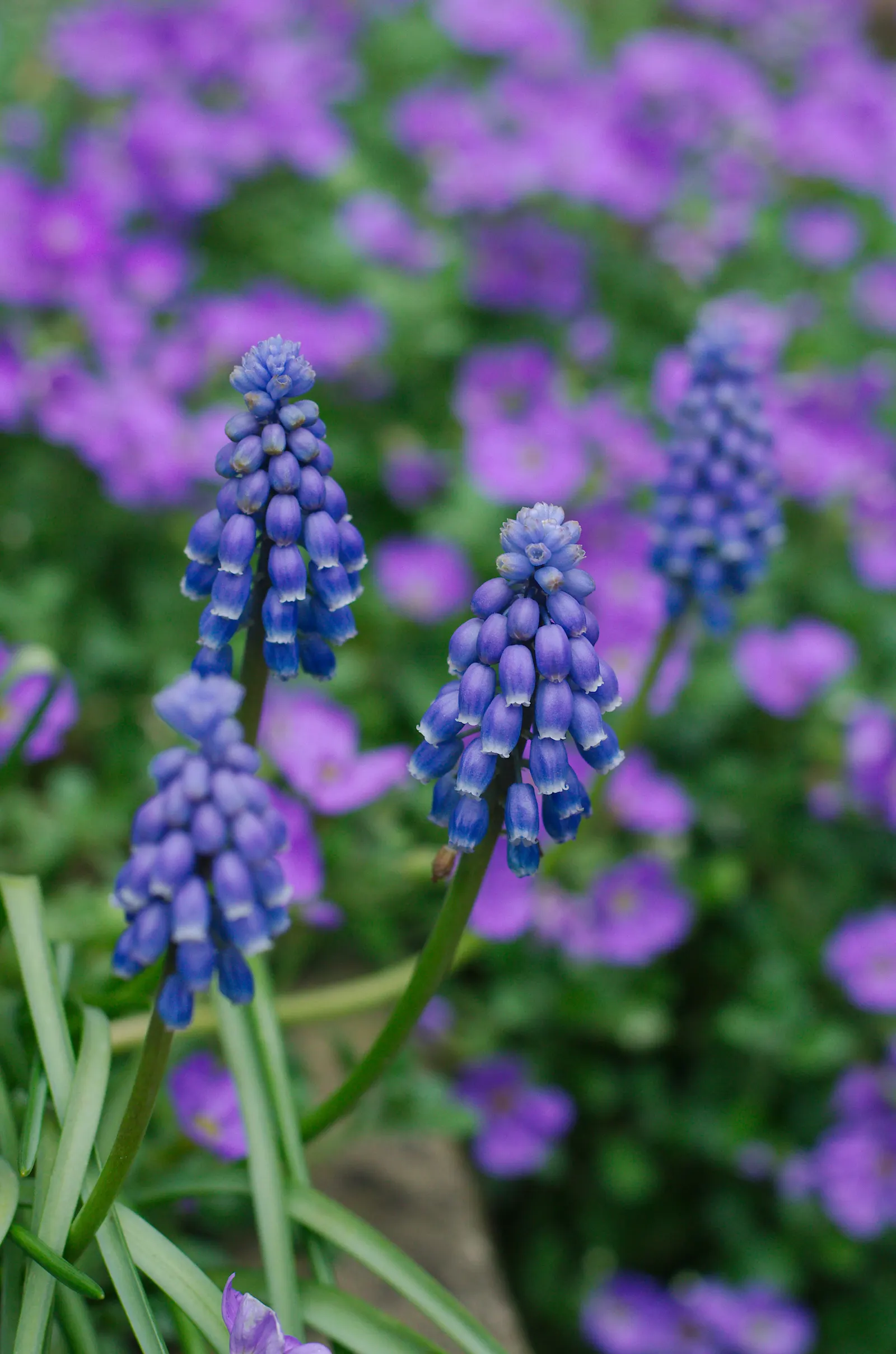 Grape Hyacinth (Muscari Armeniacum) — bulb / ground cover for full or half; offering a layered look of contrasting shapes and heights, image 115