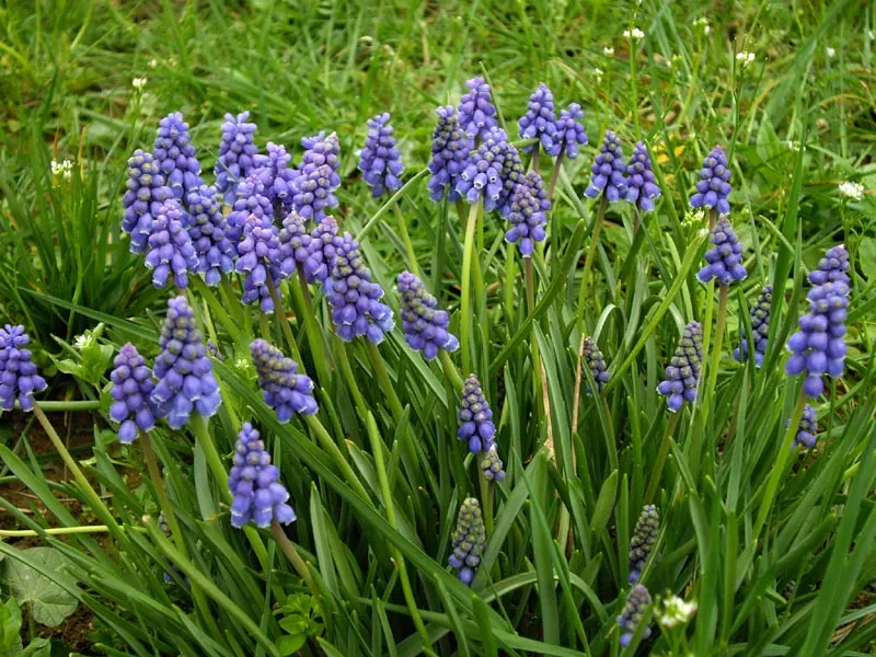 Grape Hyacinth (Muscari Armeniacum) — is a charming and resilient bulbous perennial that would make an excellent addition to your landscape design, image 190