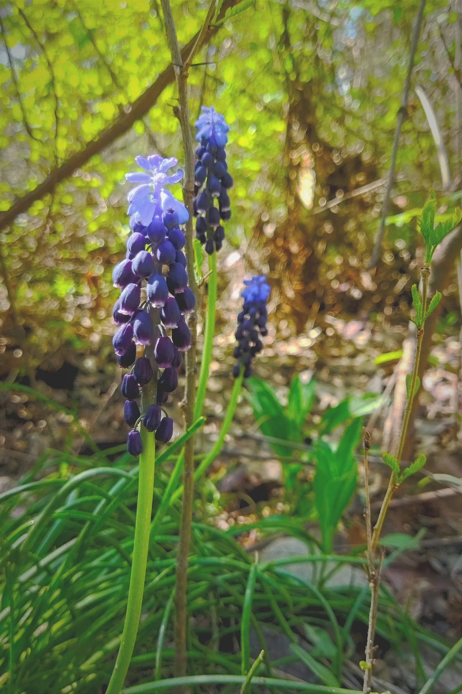 Grape Hyacinth (Muscari Armeniacum) — Grape Hyacinths require marginal maintenance; it also pairs beautifully with other spring bloomers like, image 220