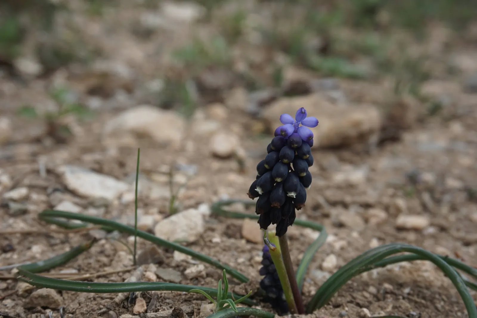 Grape Hyacinth (Muscari Armeniacum) — blue flowers in the garden; is a charming and resilient bulbous perennial that would make an excellent, image 159