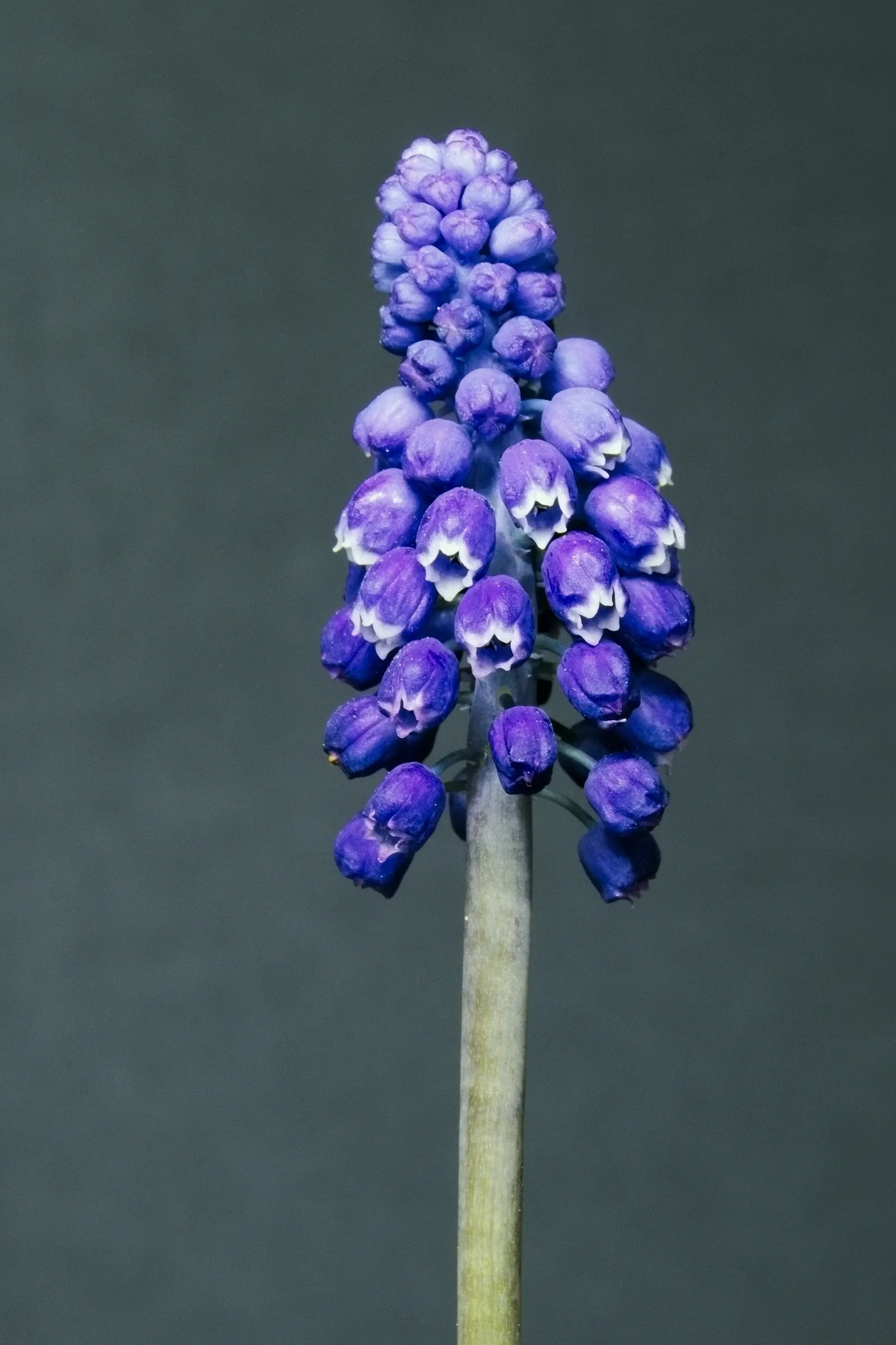 Grape Hyacinth (Muscari Armeniacum) — offering a layered look of contrasting shapes and heights; bulb / ground cover with blue blooms, image 135