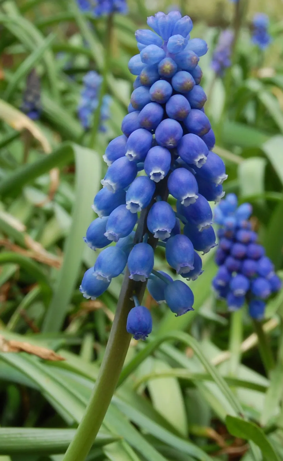 Grape Hyacinth (Muscari Armeniacum) — scientifically named Muscari armeniacum; that bloom in a striking deep cobalt blue with a purplish tinge, image 212