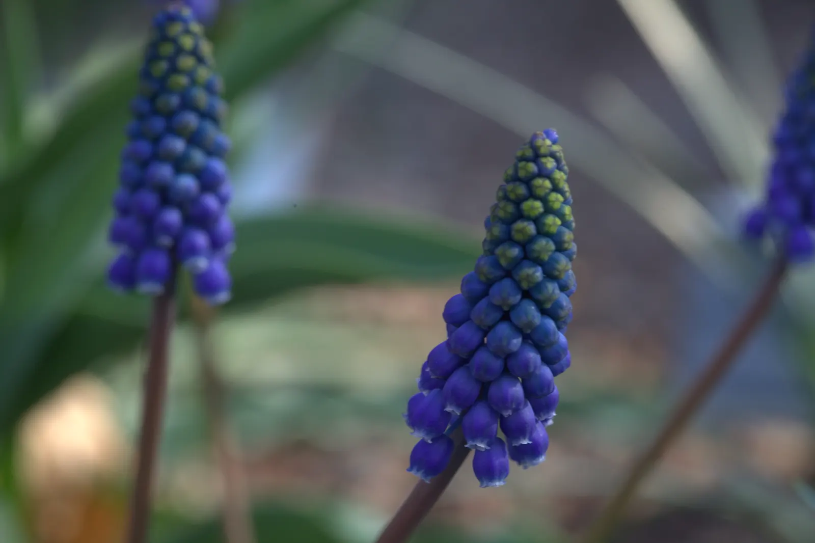 Grape Hyacinth (Muscari Armeniacum) — multiplying and returning with a delightful show year after year; urn-shaped deep blue flowers resembling tiny grapes