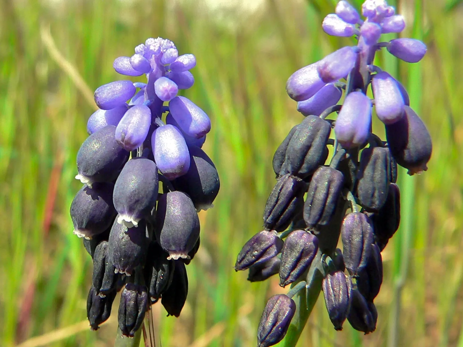 Grape Hyacinth (Muscari Armeniacum) — resembling miniature grapes; this plant is characterized by its densely clustered, image 192